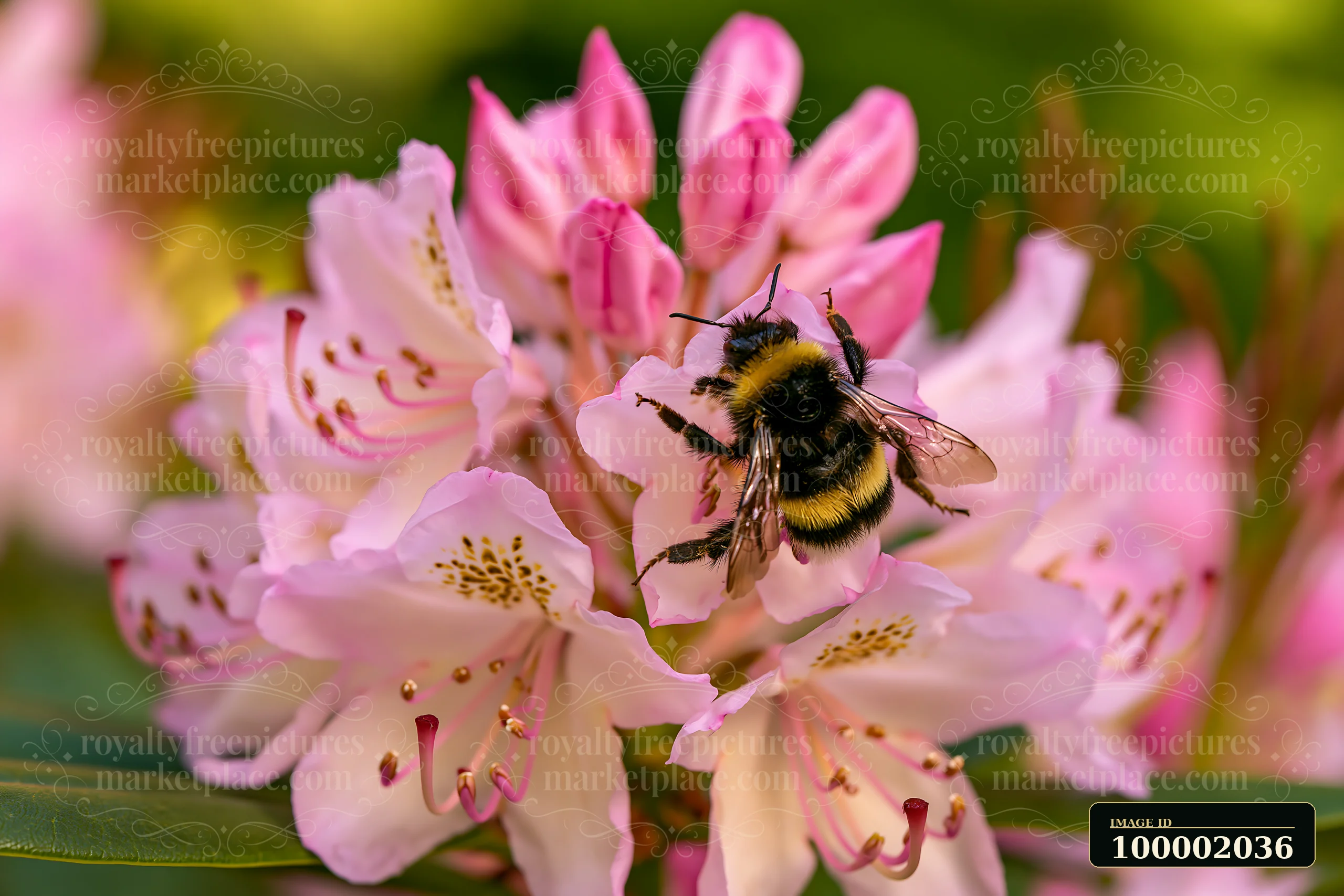 A bee collects pollen from rhododendron flowers on a hillside during spring.