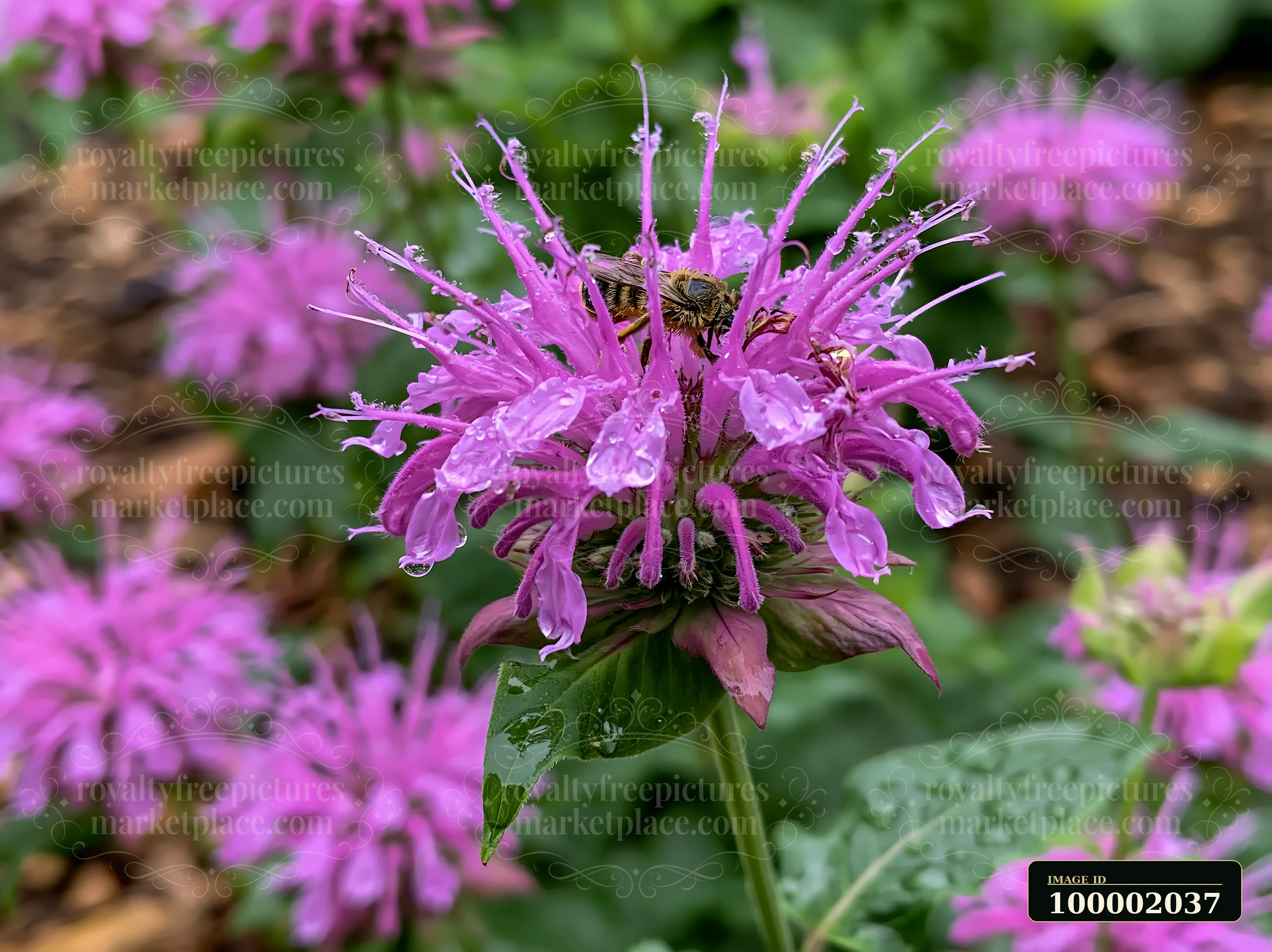 Monarda flowers attract pollinators in a vibrant garden scene with bright pink blooms.