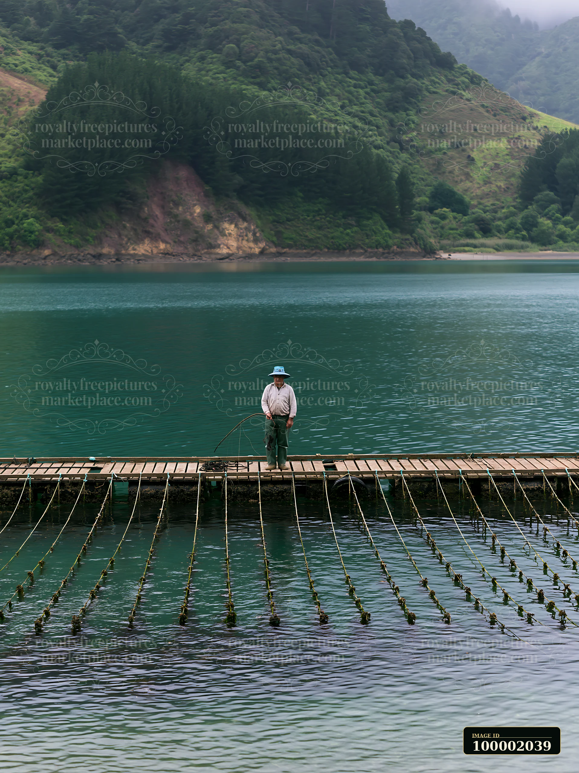A worker stands on a wooden platform by the water, tending to mussel farms along a tranquil coastline.