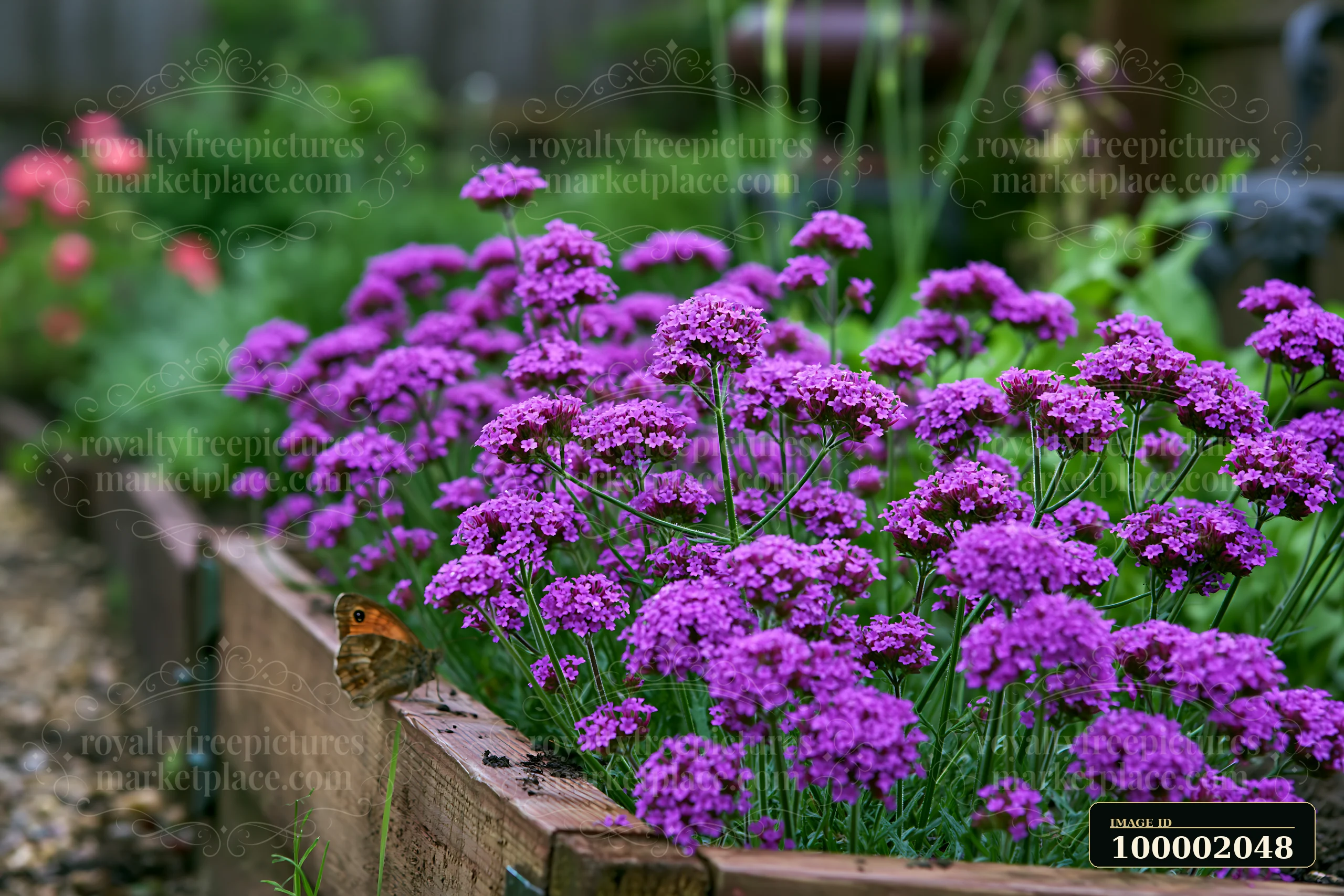 Purple verbena flowers bloom in a container garden with green foliage in the background.