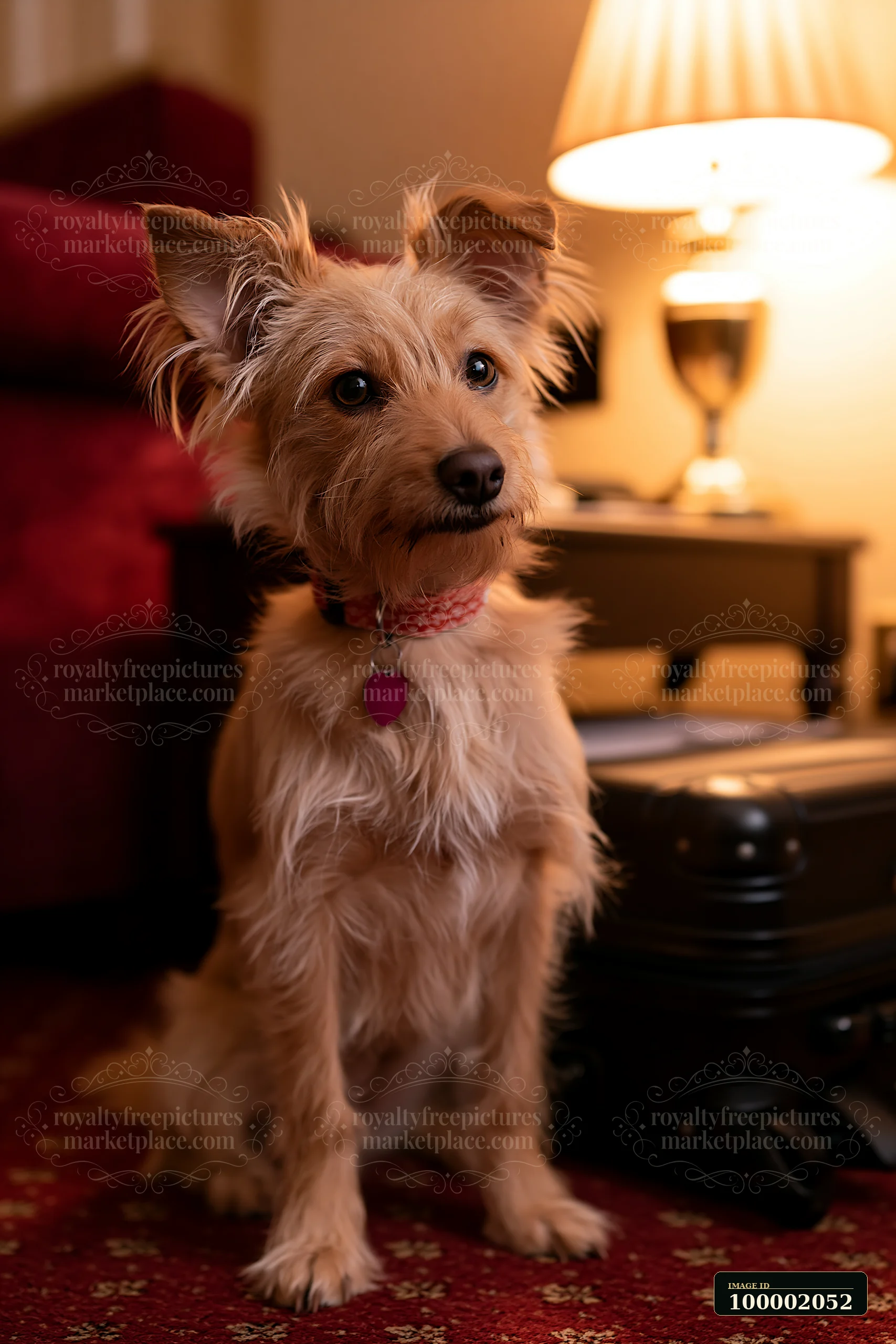 A rare dog breed sits gracefully on a plush carpet in a hotel room.