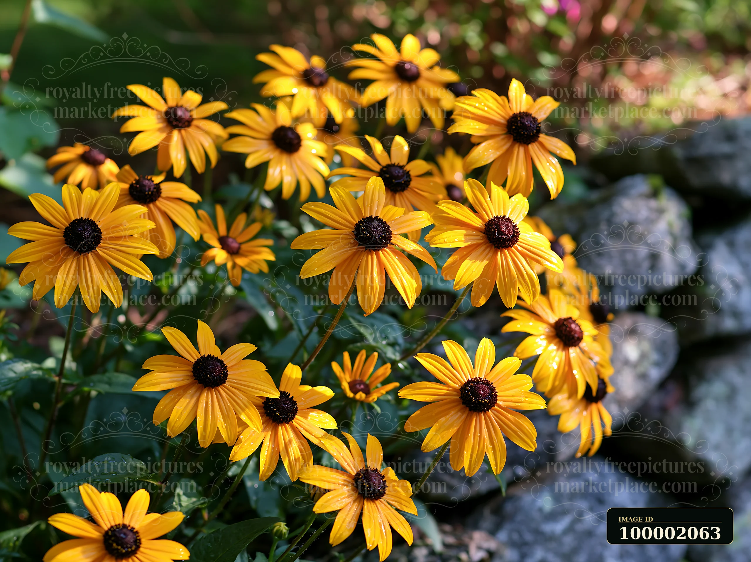 Rudbeckia flowers in sunlight display vibrant yellow petals with dark centers, thriving among green leaves.