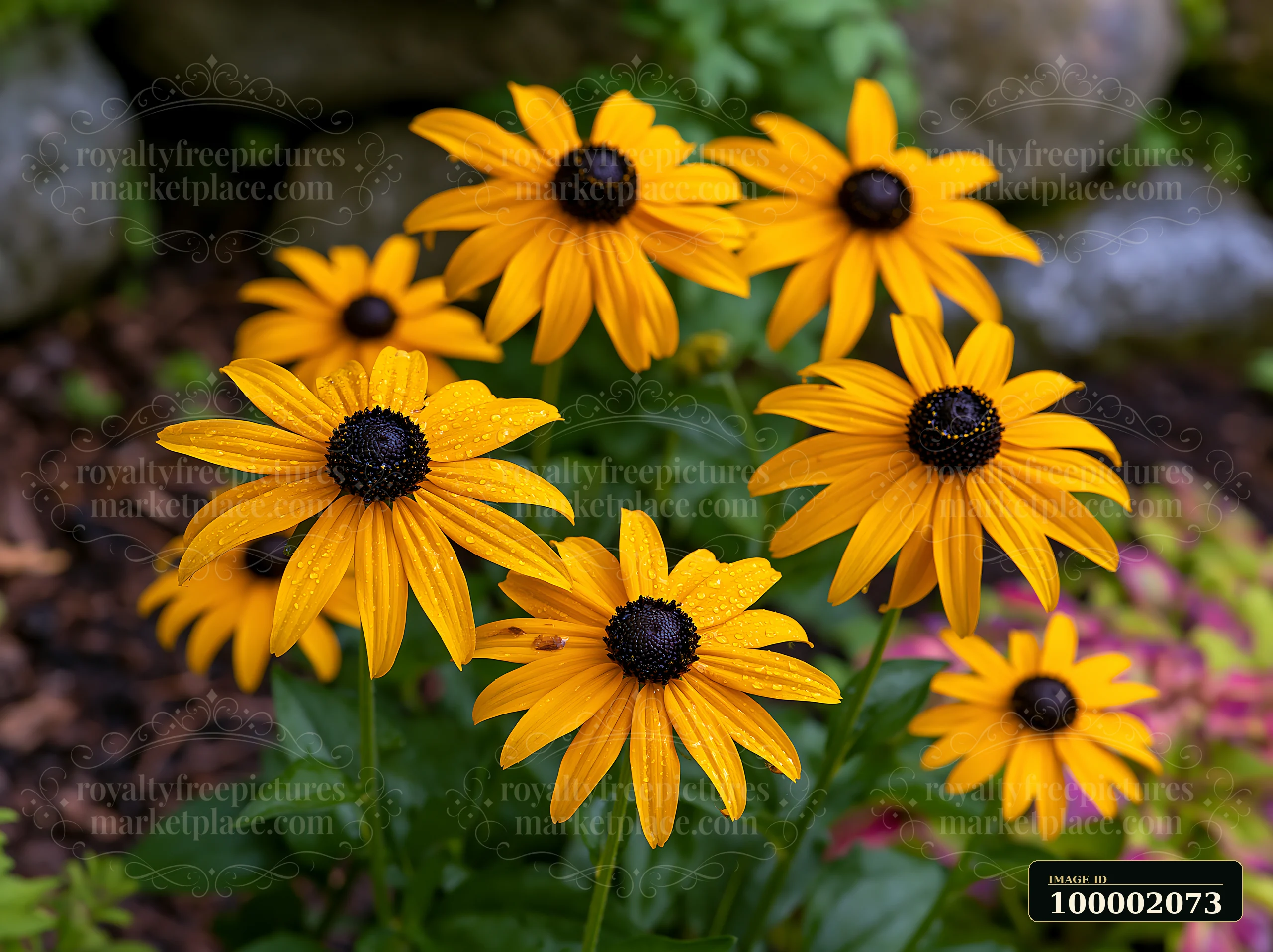 Rudbeckia flowers in sunlight stand tall with bright yellow petals and dark centers, brightening up a garden setting.