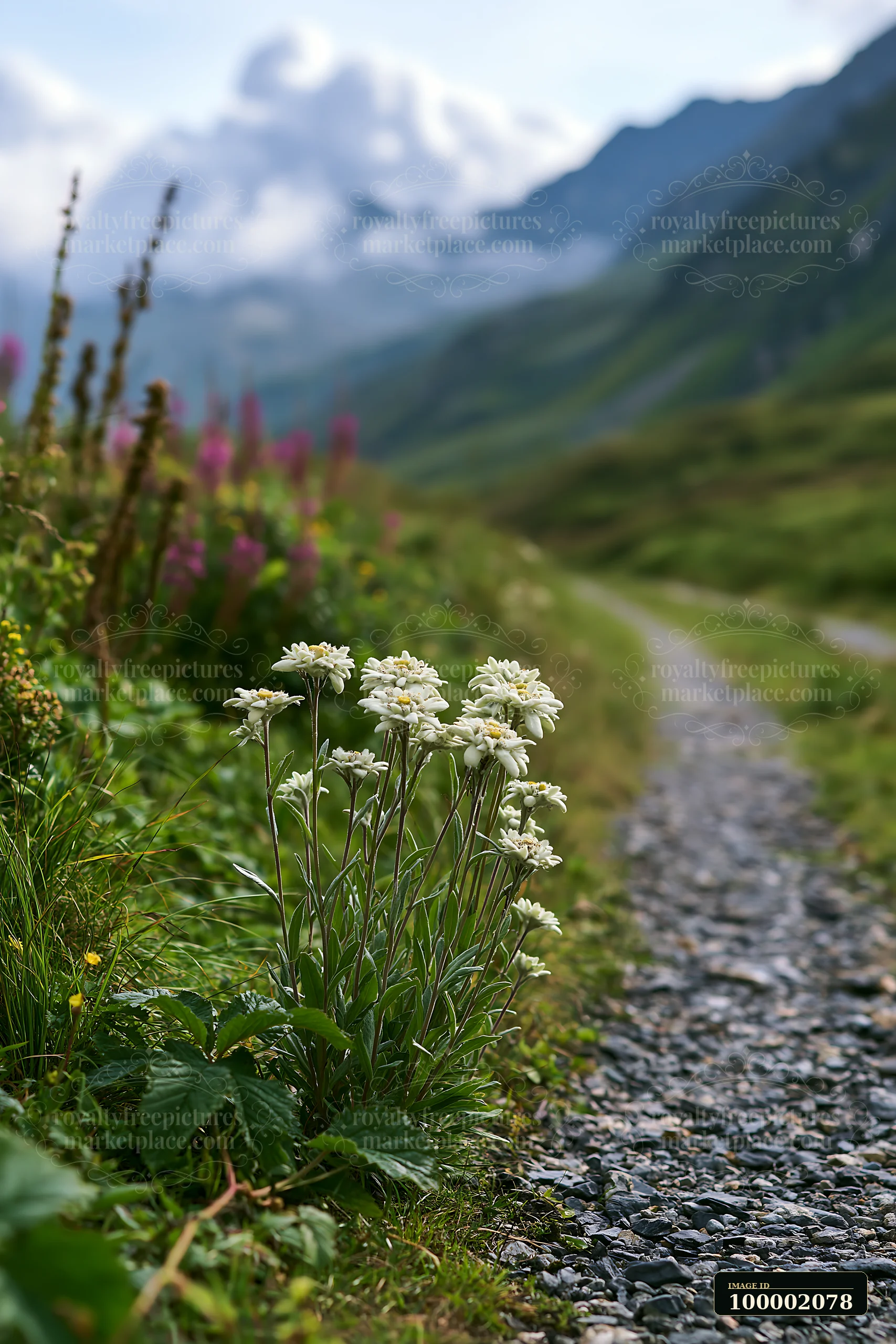 White flowers grow beside a gravel path that winds through an alpine valley.