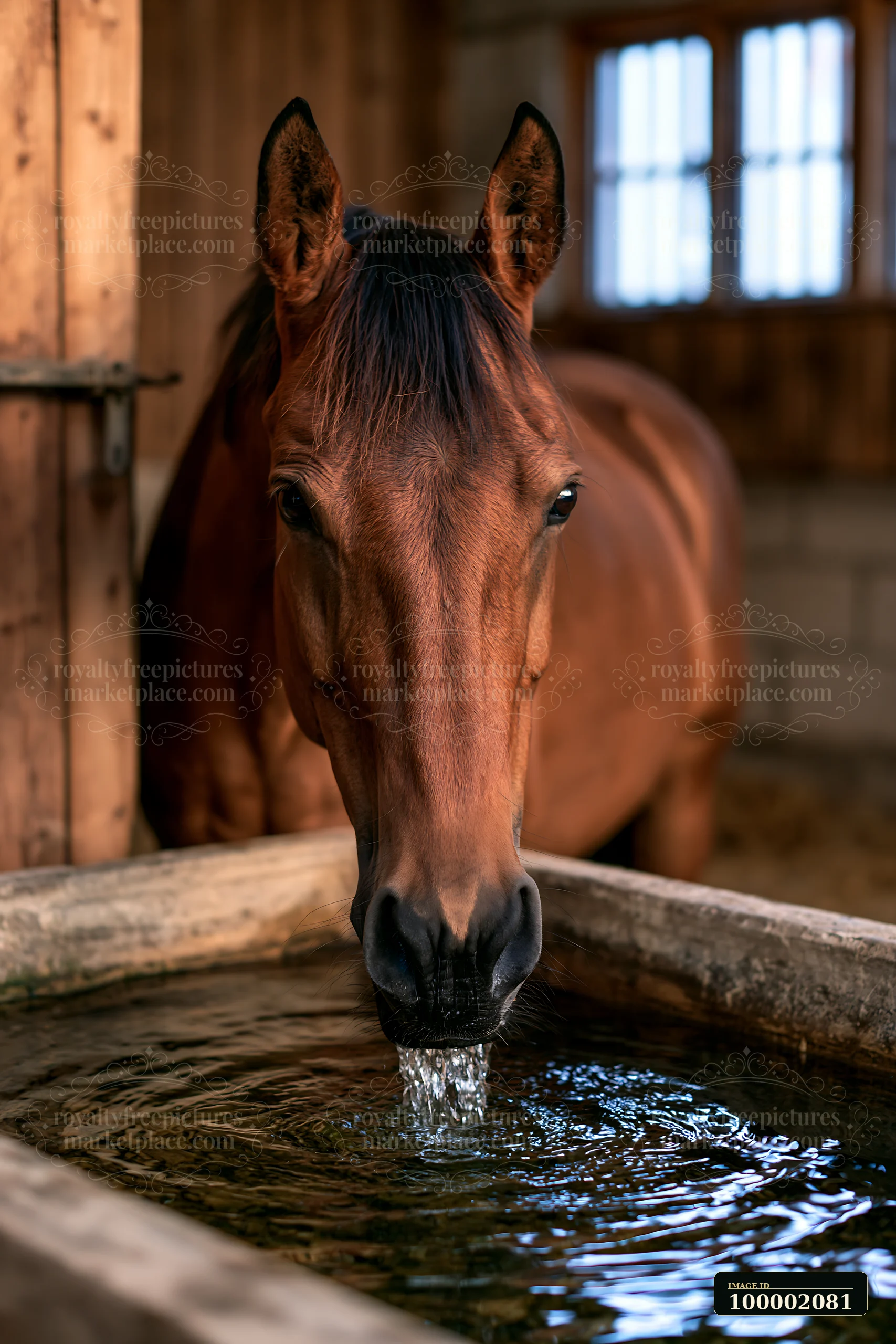 A horse drinks water from a trough in a stable interior.
