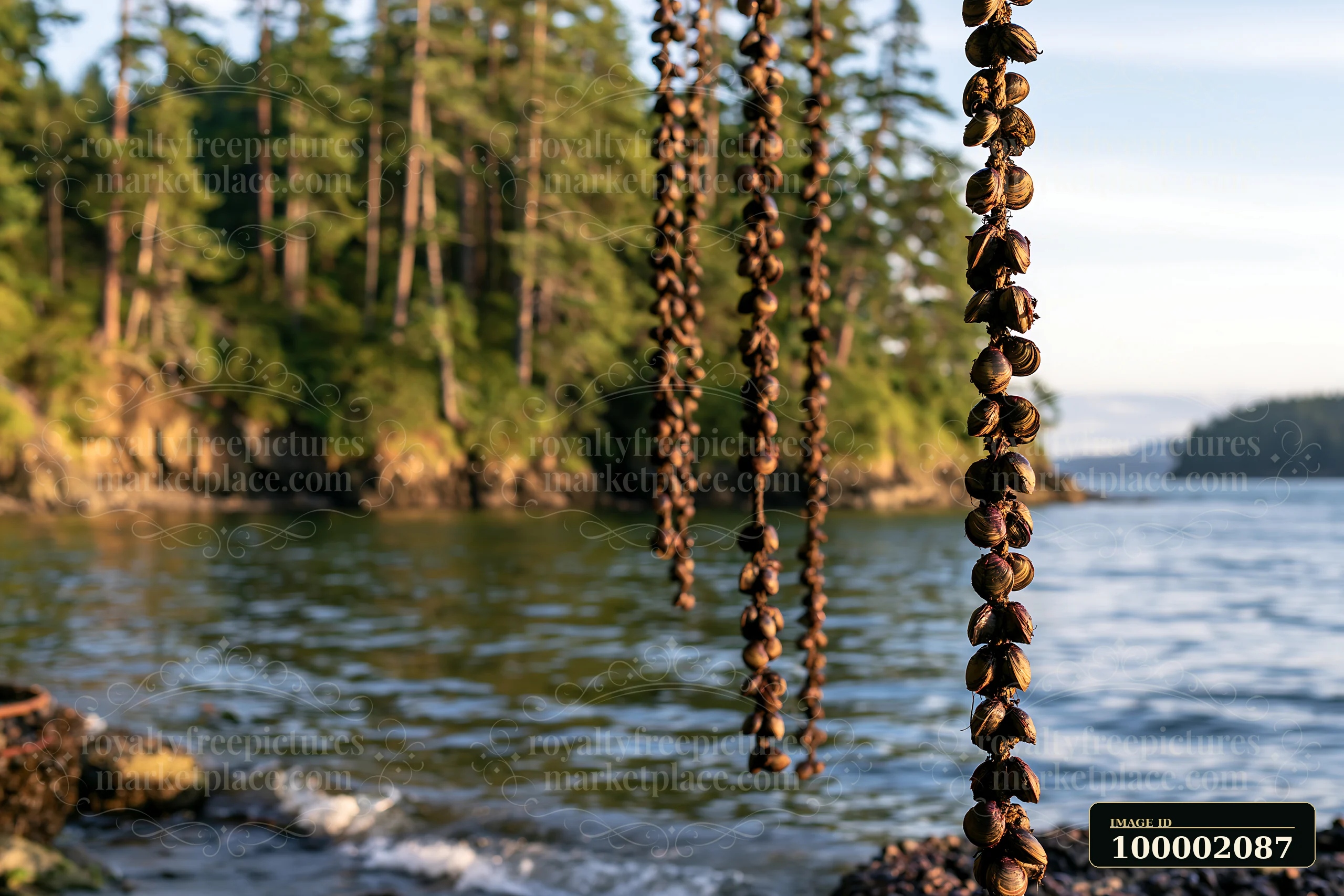 Mussels hang suspended from ropes along the coastline with mussel farms in a natural setting.
