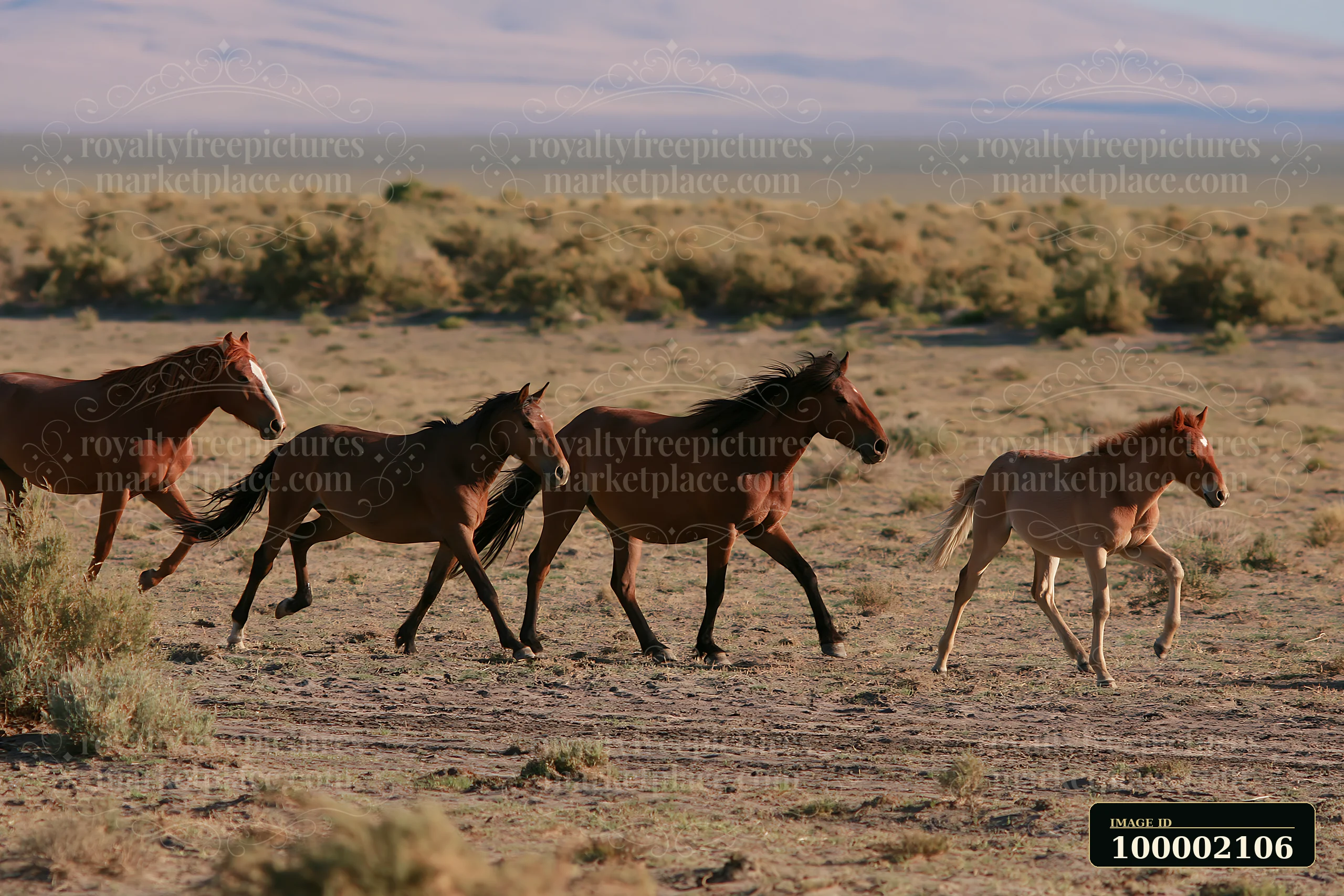 Wild horses are running across a desert plain with sparse vegetation.