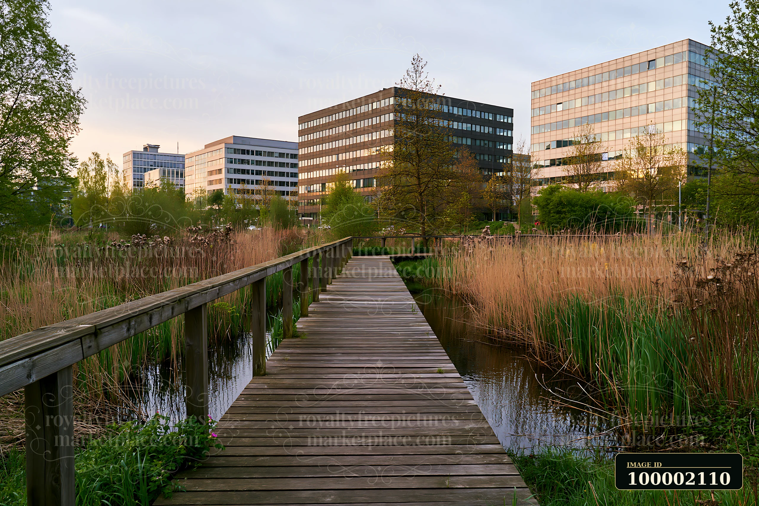 A wooden pathway leads through tall grasses and reeds in an urban meadow among buildings, with office structures in the background reflecting the evening light.