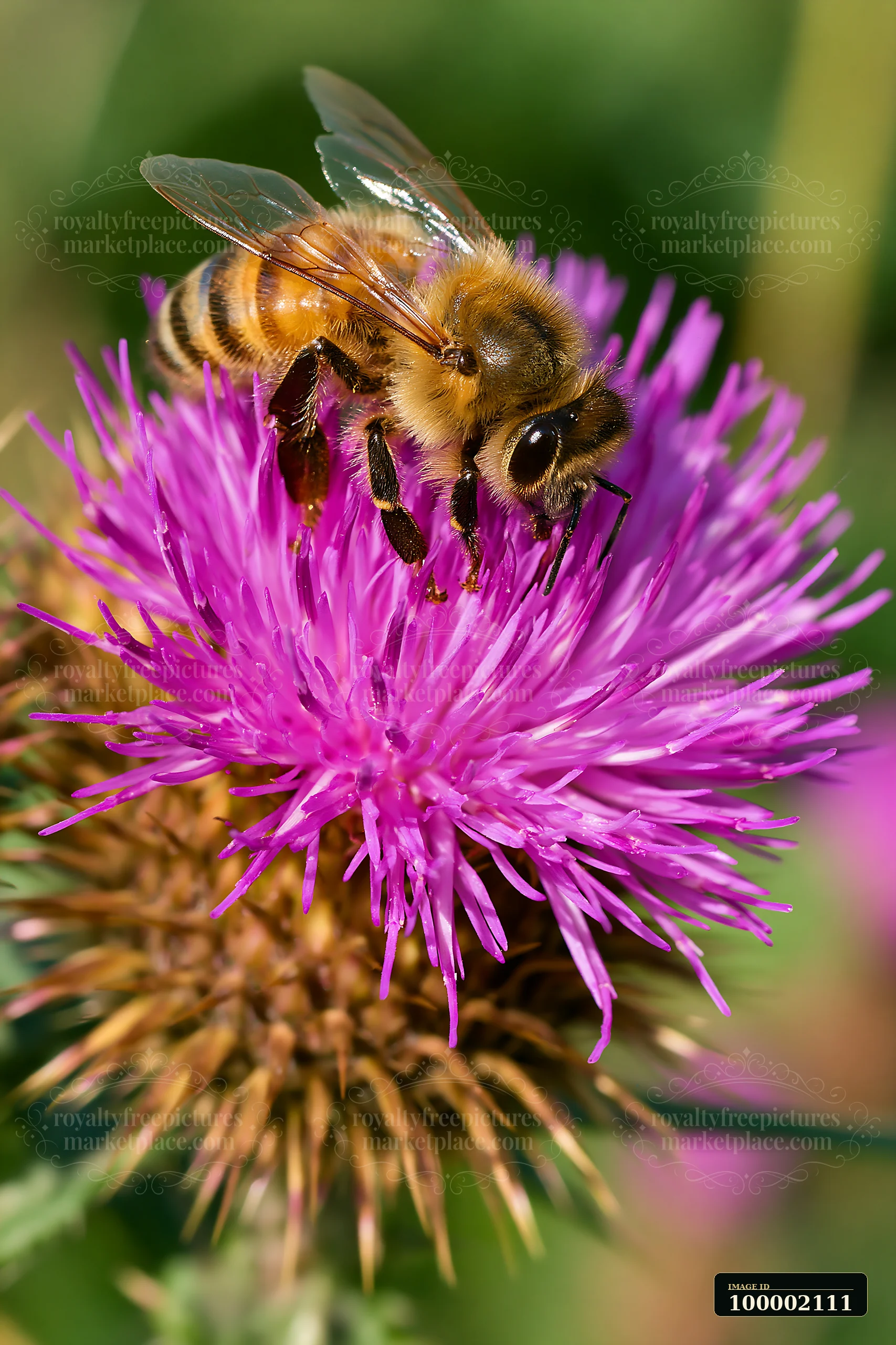 A honey bee collects pollen from a purple thistle flower while perched under bright daylight.