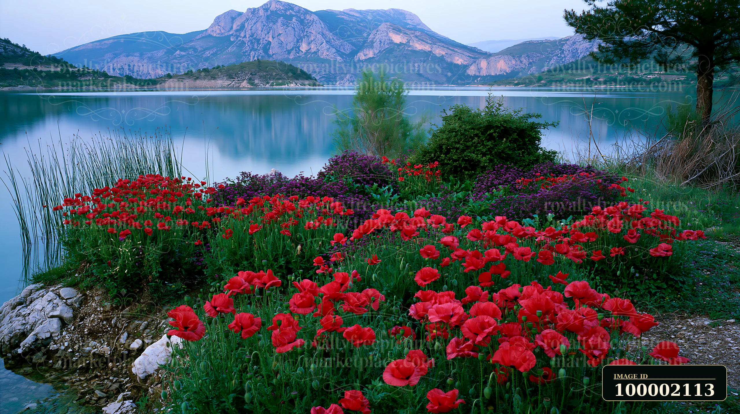 Bright red flowers grow on the shoreline of the island with flowers and mountain backdrop, reflecting in the calm water of the lake surrounded by mountains and