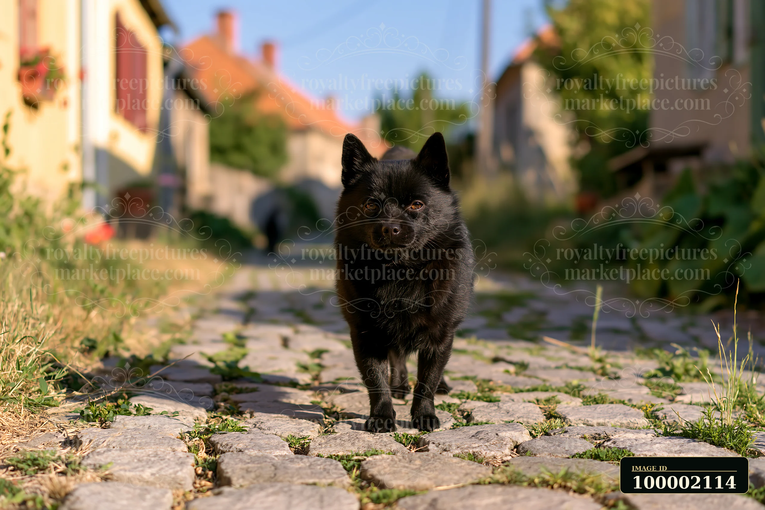 A rare dog breed on a rural road moves along a cobblestone path lined with buildings.
