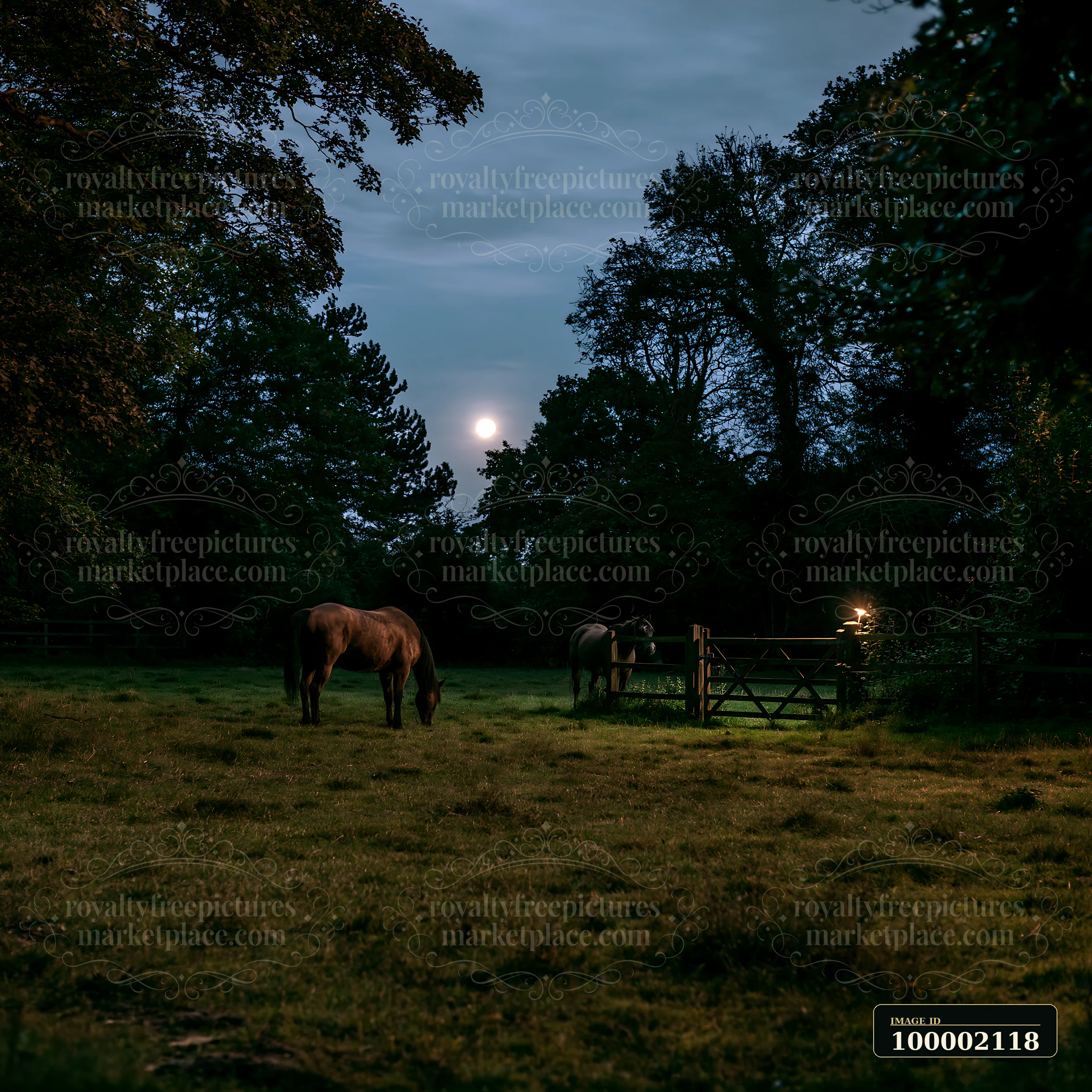 Two horses are grazing in a meadow under a bright moon.