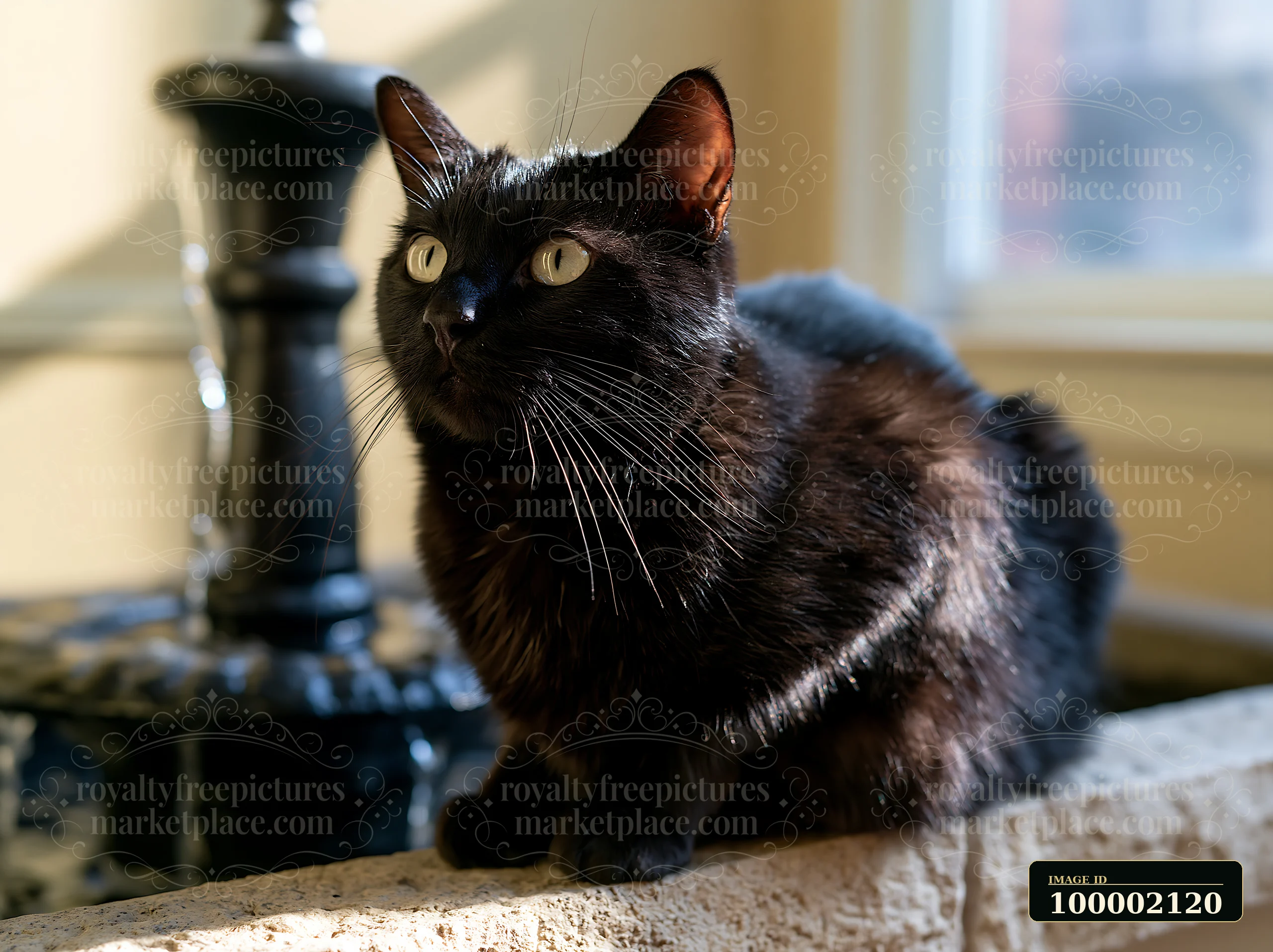 A Suphalak cat portrait shows a black cat with bright yellow eyes sitting by a fountain in a well-lit room.