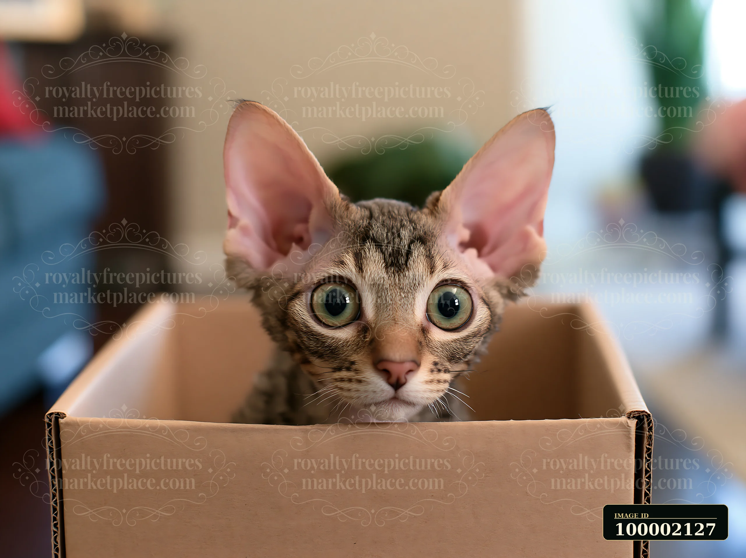 A Minskin cat is exploring its surroundings from inside a cardboard box, displaying large eyes and alert ears.