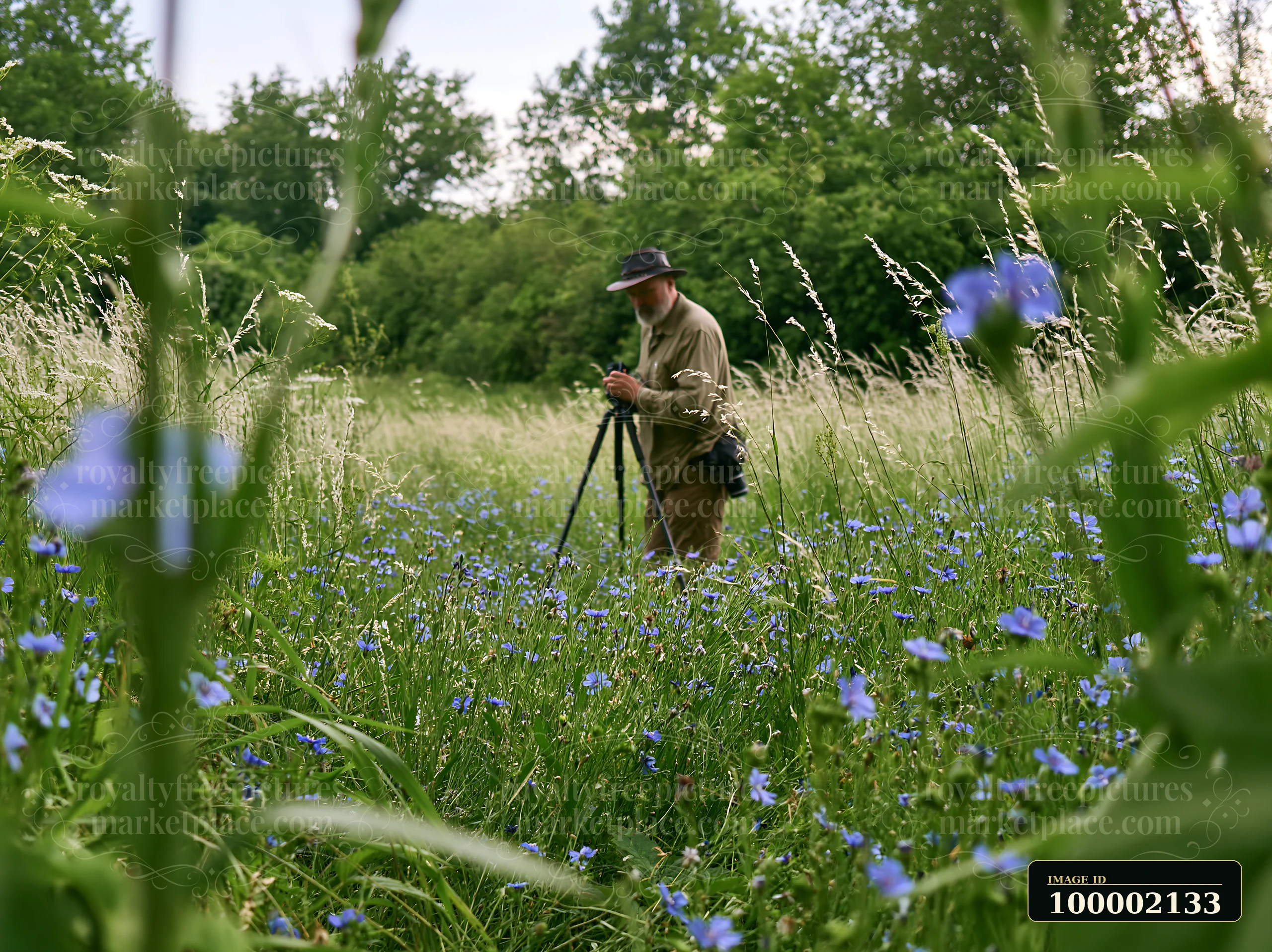 A nature photographer in wildflower meadow sets up a tripod among green grass and blue flowers.