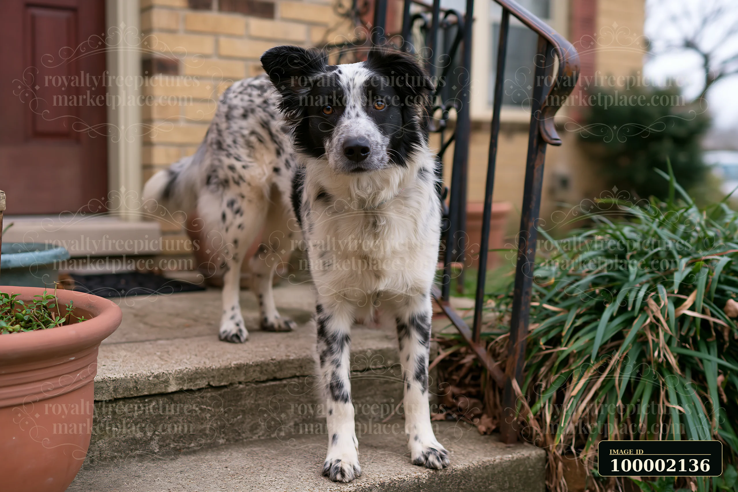 A rare dog breed with a spotted coat stands on the stone steps of a house, looking curiously at the camera.