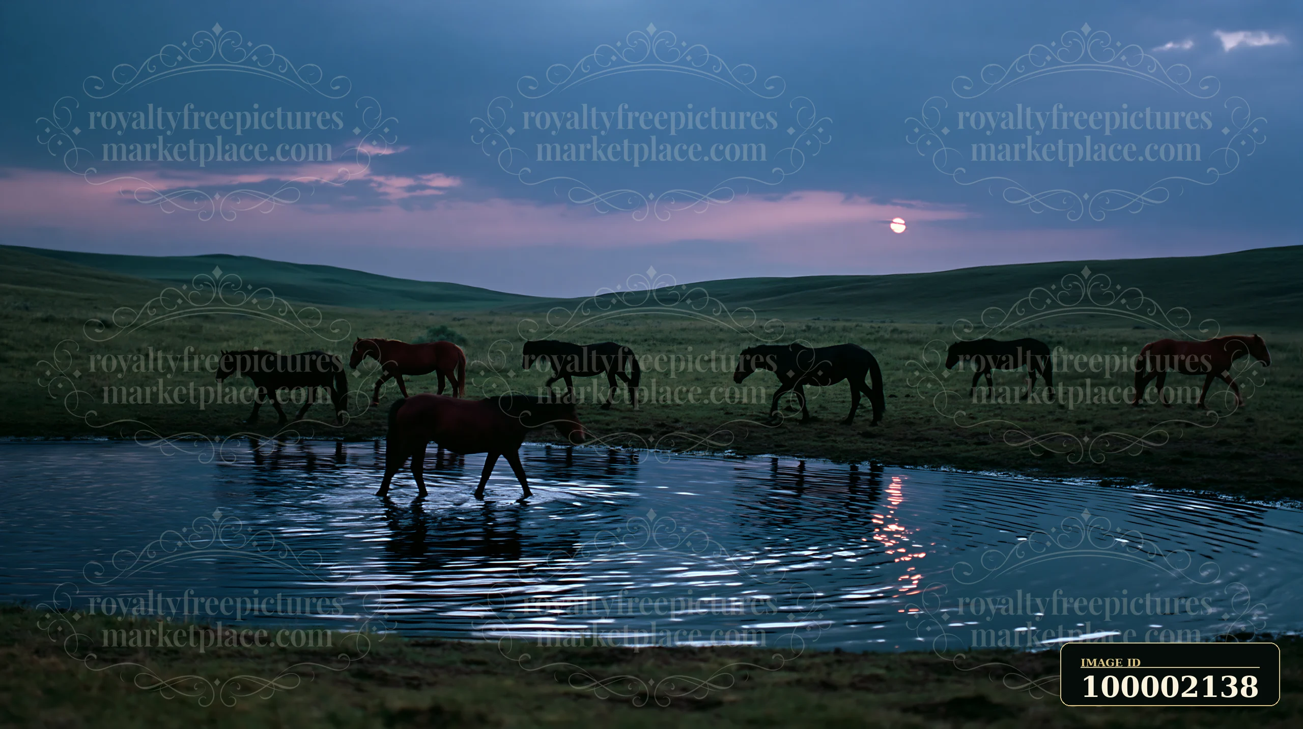 Mustangs crossing a moonlit prairie gather around a water source as the sun sets behind the hills.