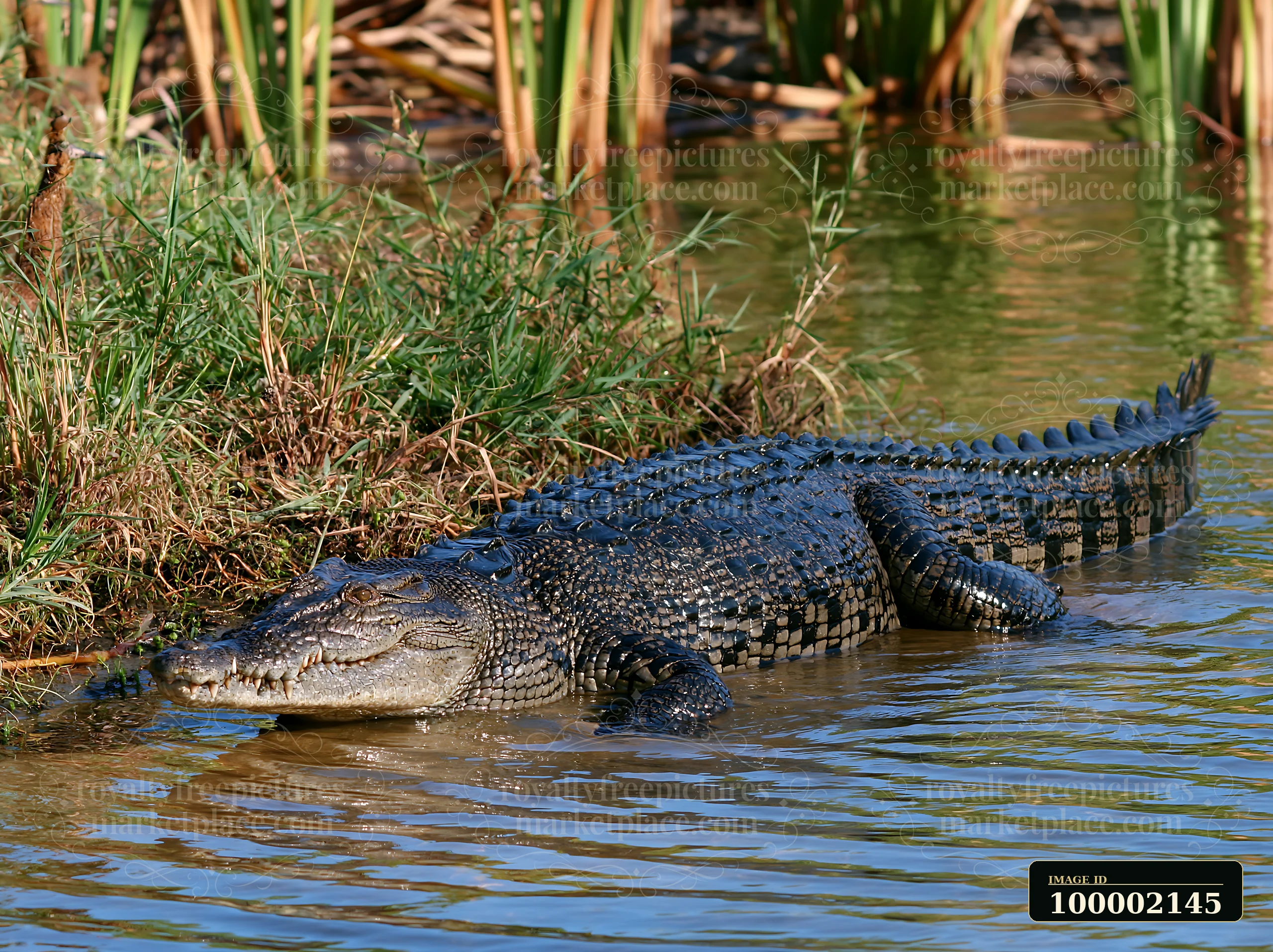 A saltwater crocodile in Northern Territory wetland lies near the water's edge, partially submerged and surrounded by tall grass and reeds.