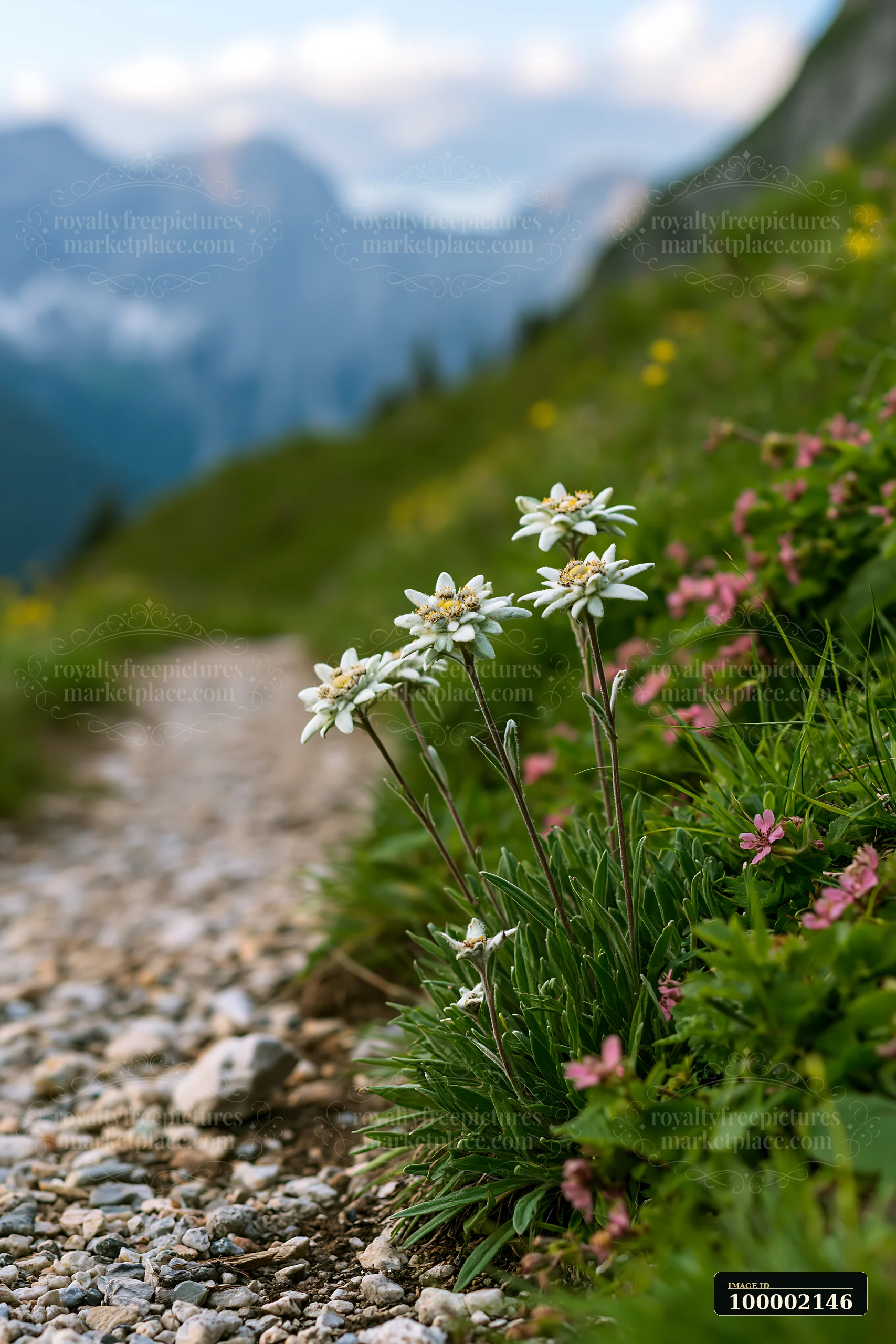 White flowers stand along a gravel path with dramatic clouds around alpine peaks in the background.