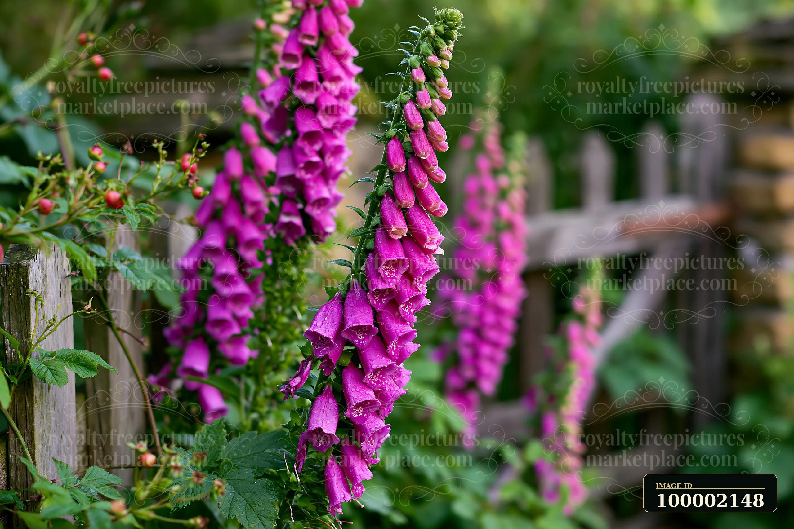 Tall foxglove flowers by cottage grow alongside a wooden fence.