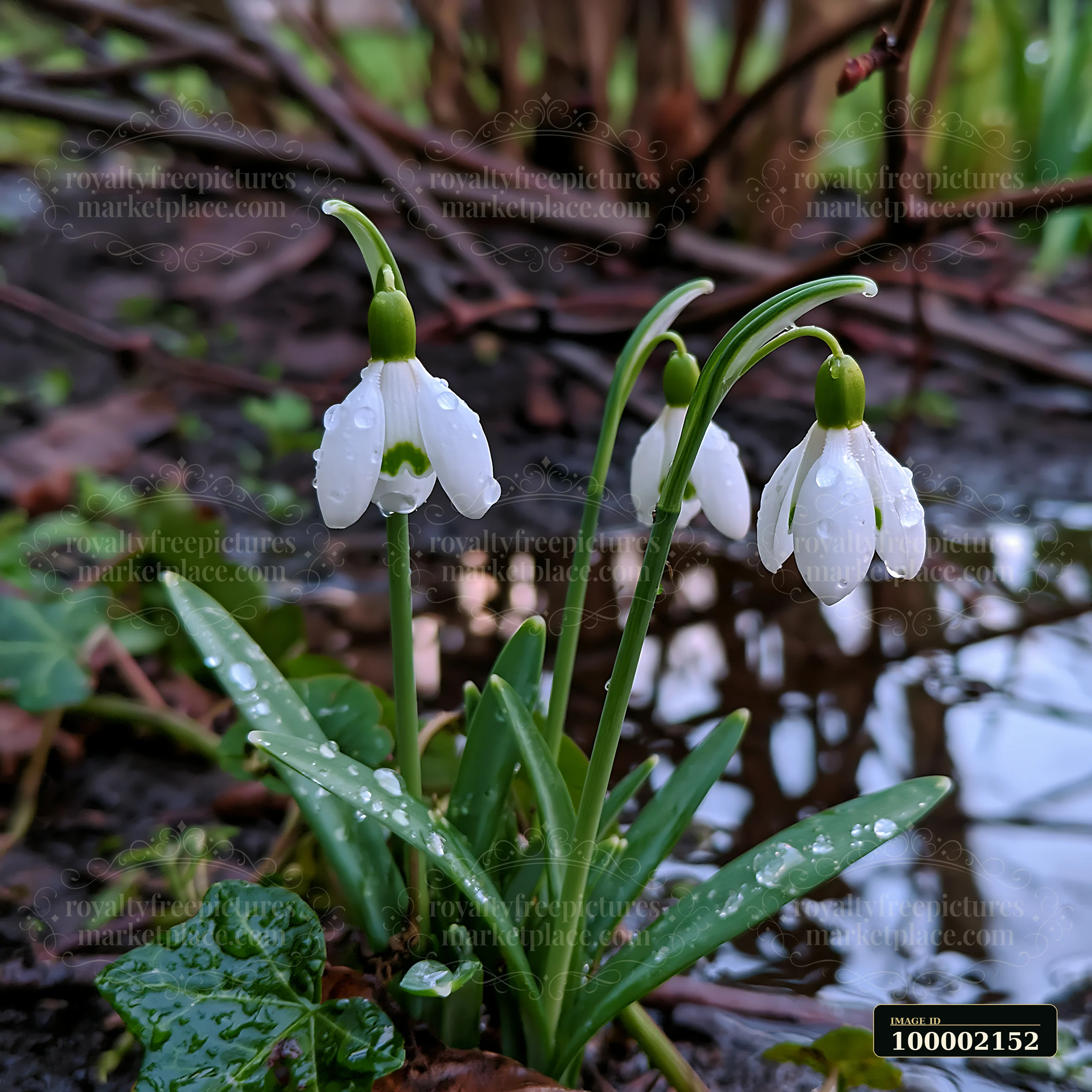 Snowdrop flowers beneath trees show delicate blooms with raindrops resting on their petals in a natural setting.