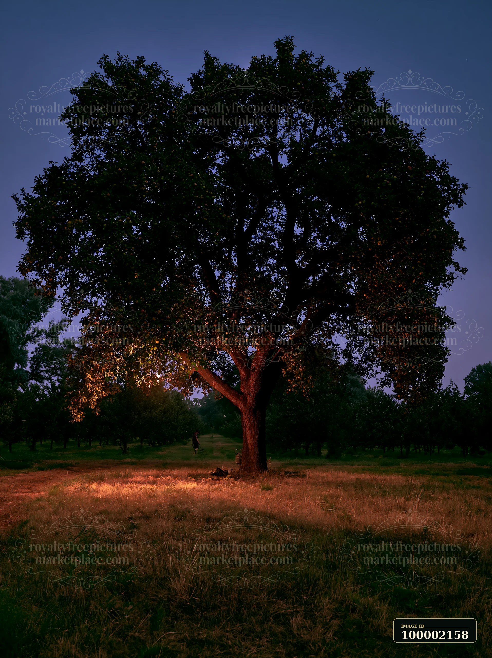 A solitary tree stands under a dark sky, illuminated softly by light at night.
