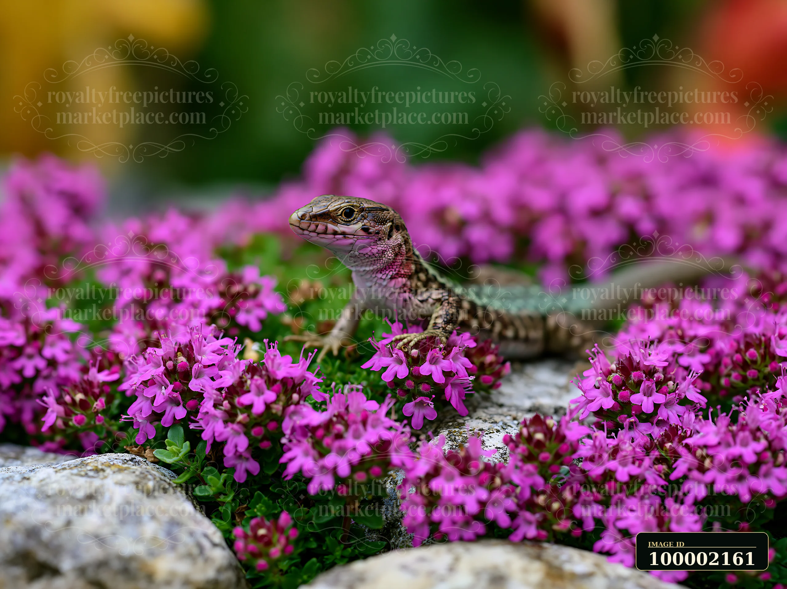 A lizard moves through thyme flowers between stones in a garden setting.