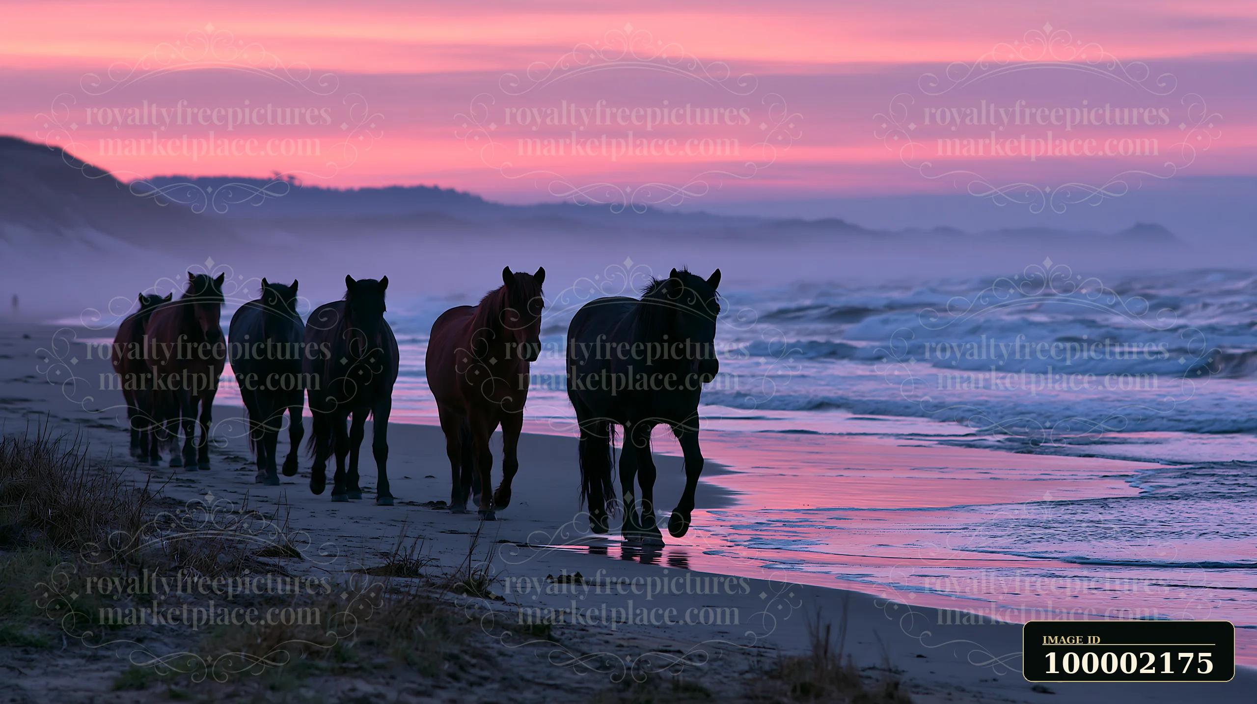 A group of wild horses walking along the beach as the sun sets.