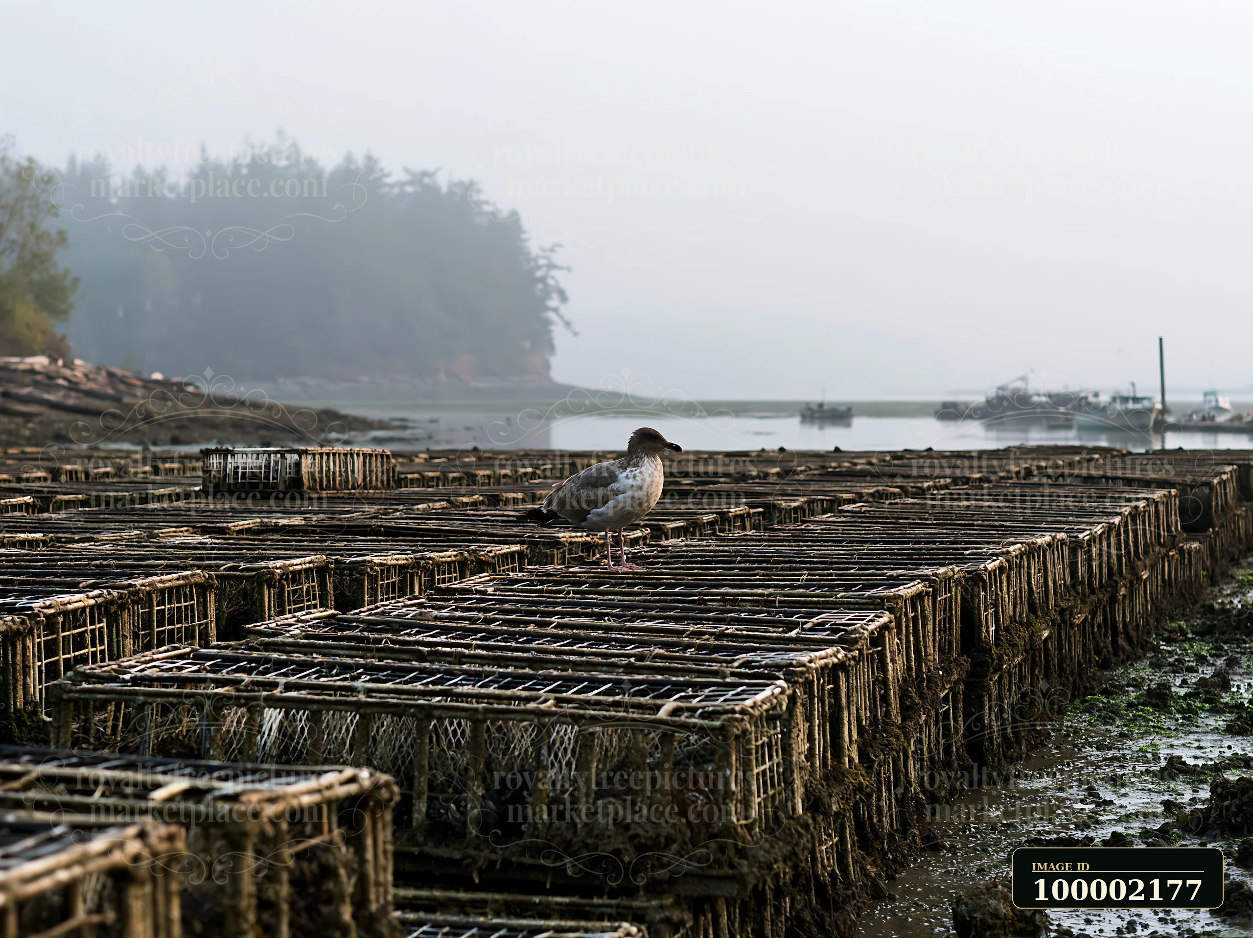 A bird stands on top of oyster beds placed along the coastline.