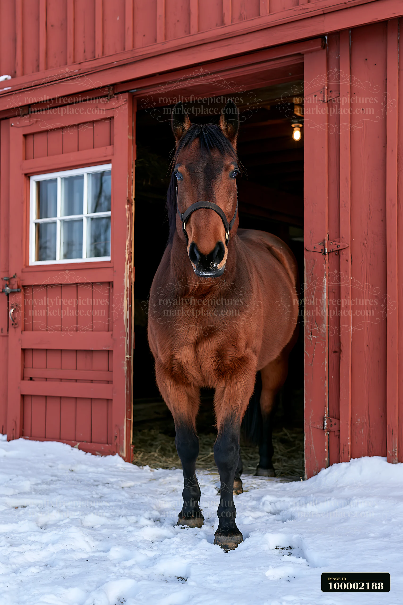 A horse stands in the doorway of a red barn, framed by snow on the ground.