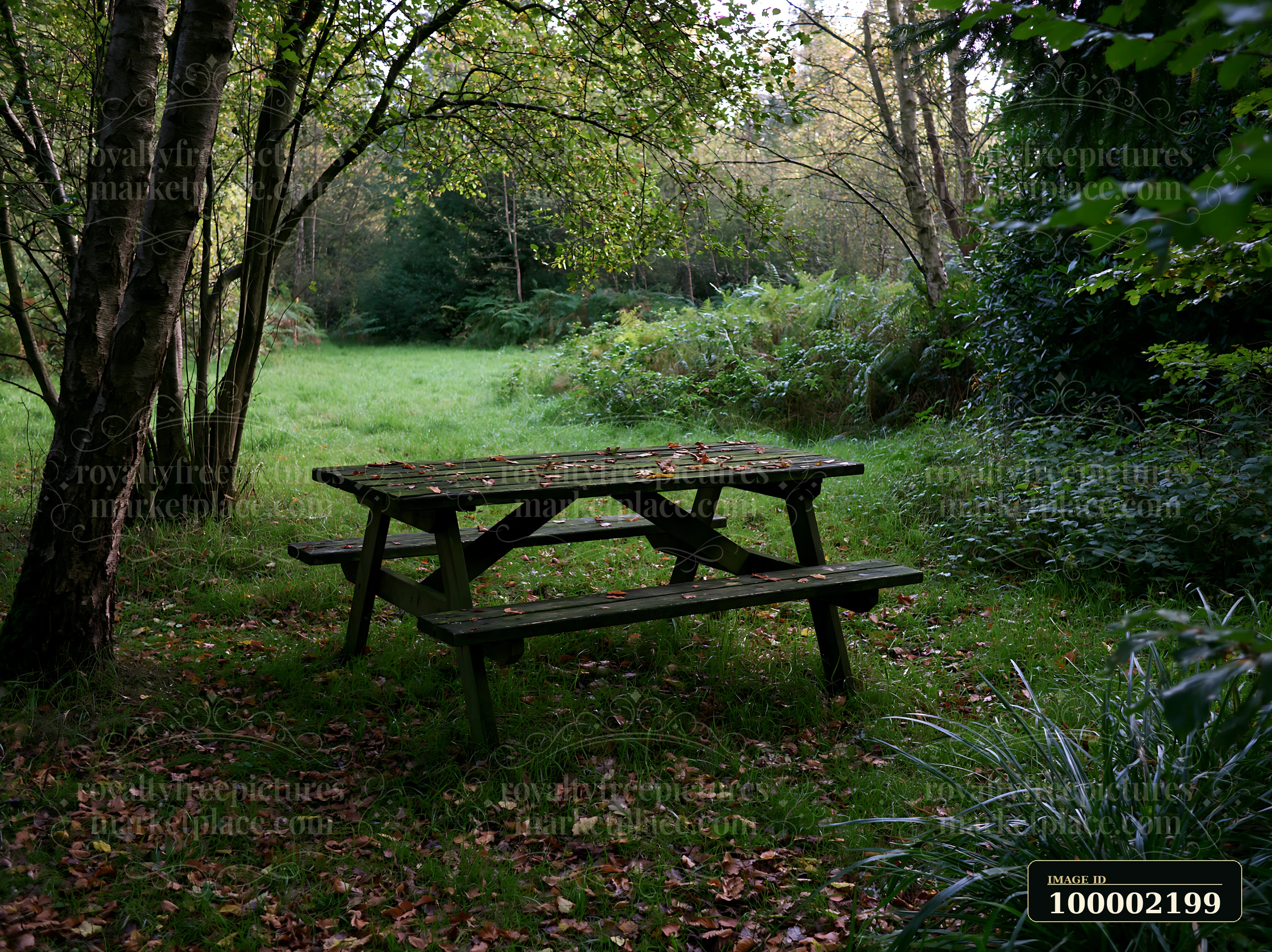 A picnic table sits in a shaded meadow in woodland clearing surrounded by trees and ferns.
