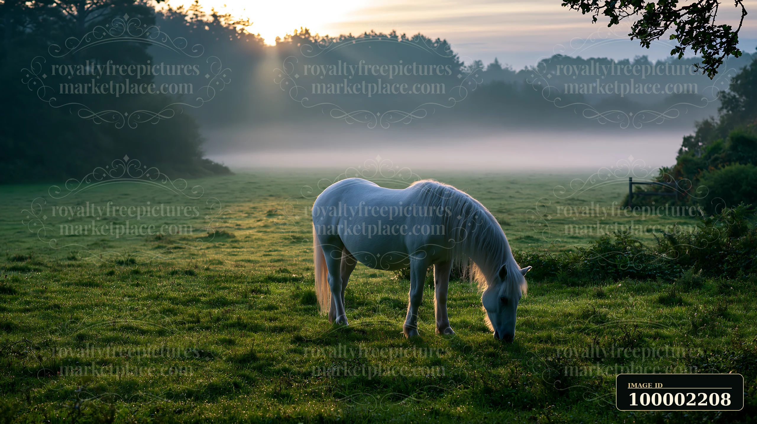 A white horse grazes on grass as sunbeams over a misty meadow create a warm glow in the early morning.