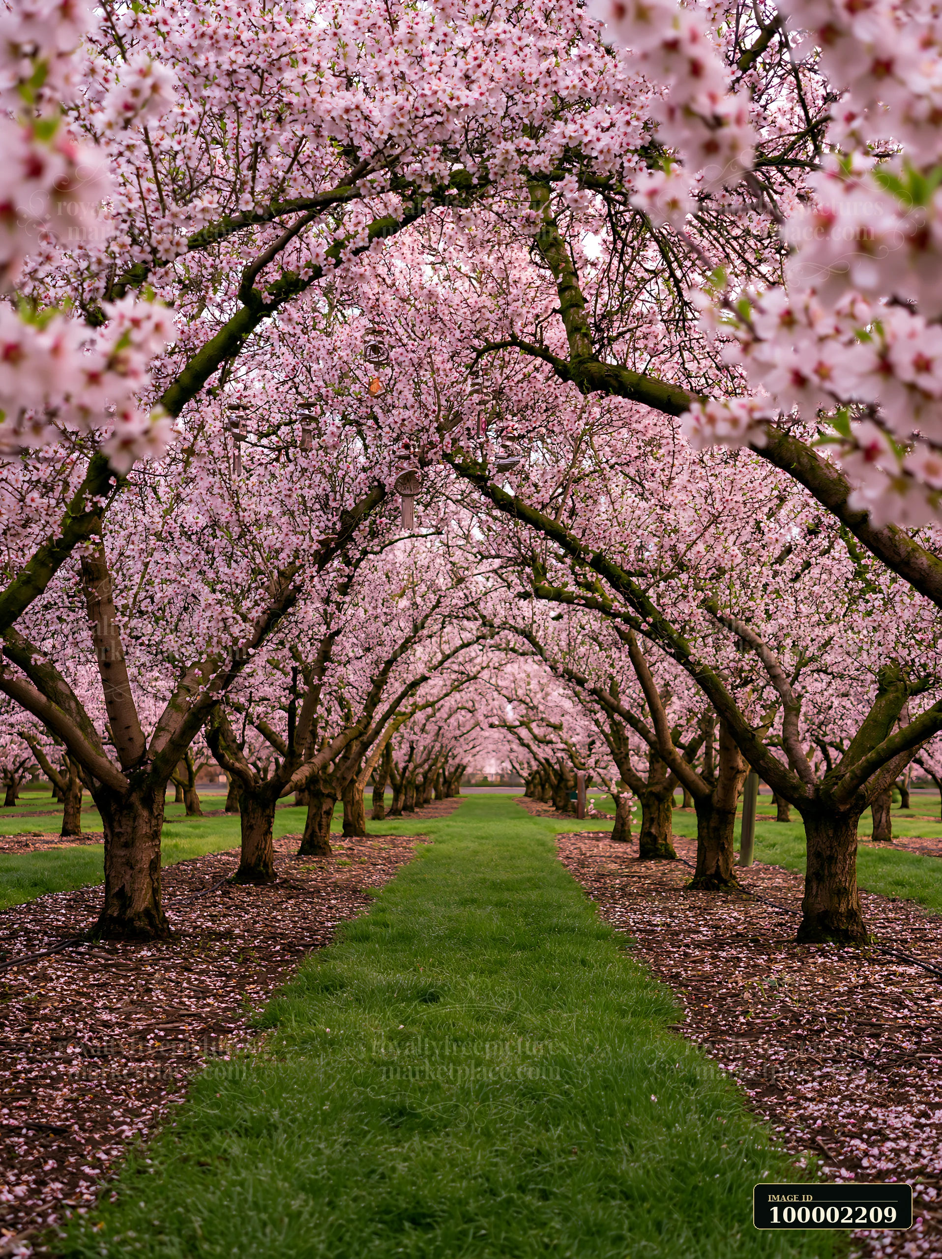 Rows of almond trees covered in pink blossoms create a colorful pathway in an orchard during spring.