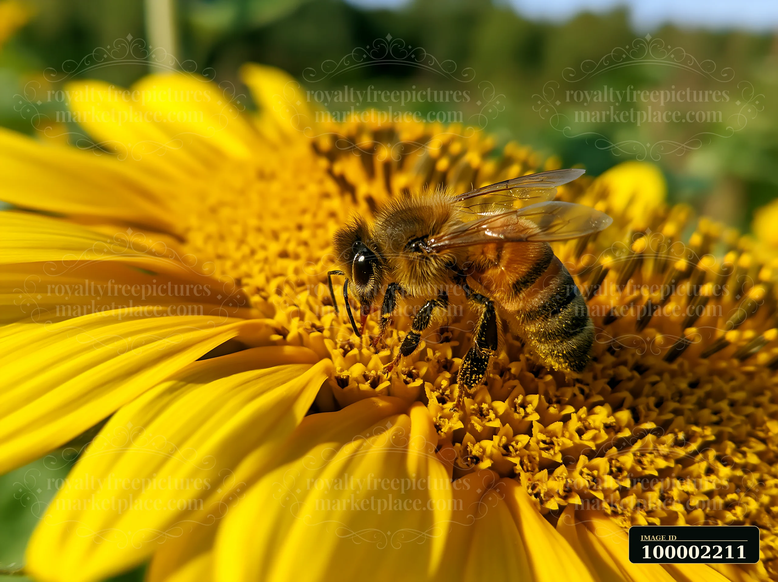 A honey bee crawling on a sunflower petal, collecting nectar in a garden.