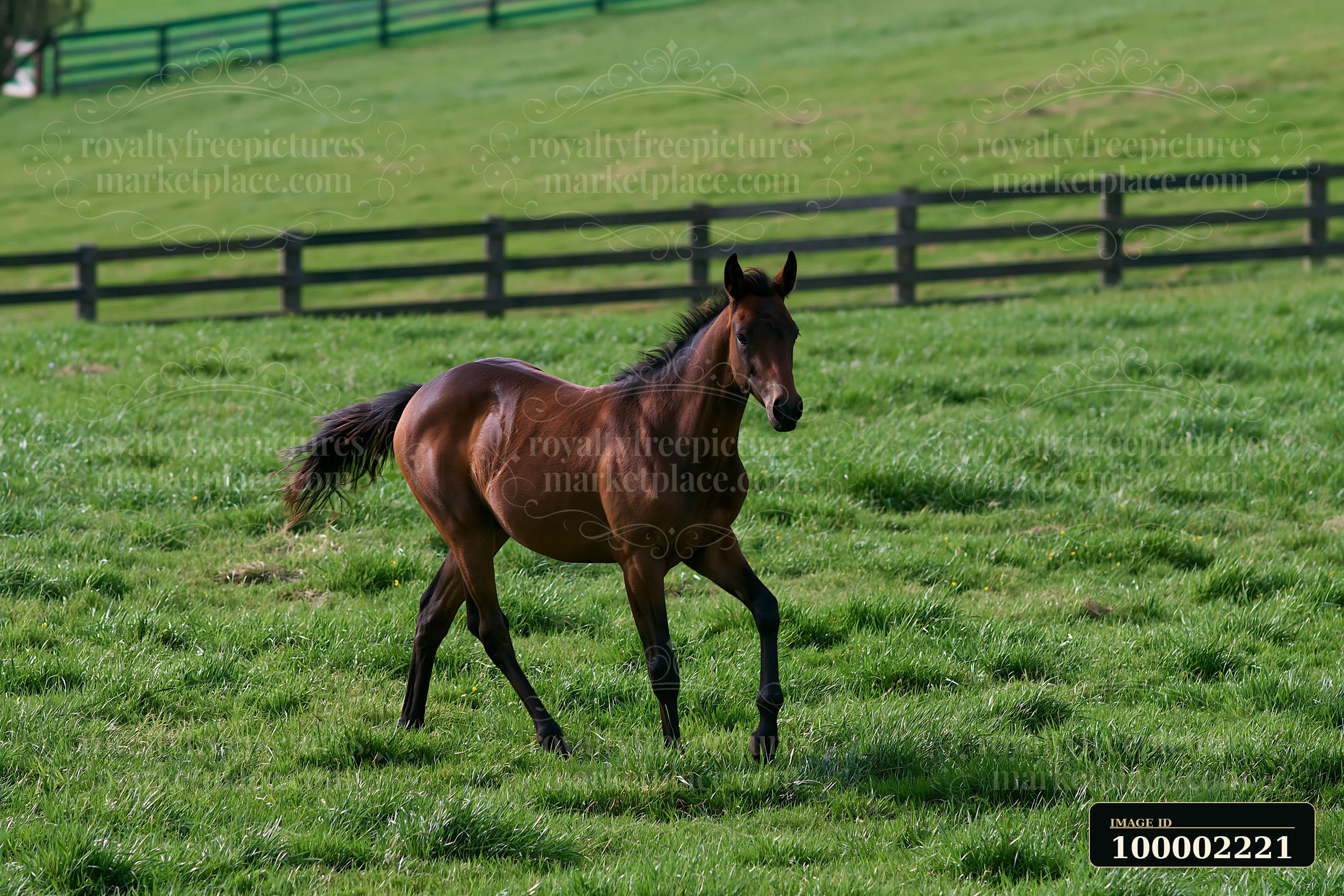A brown horse is running through a lush green pasture surrounded by wooden fences.