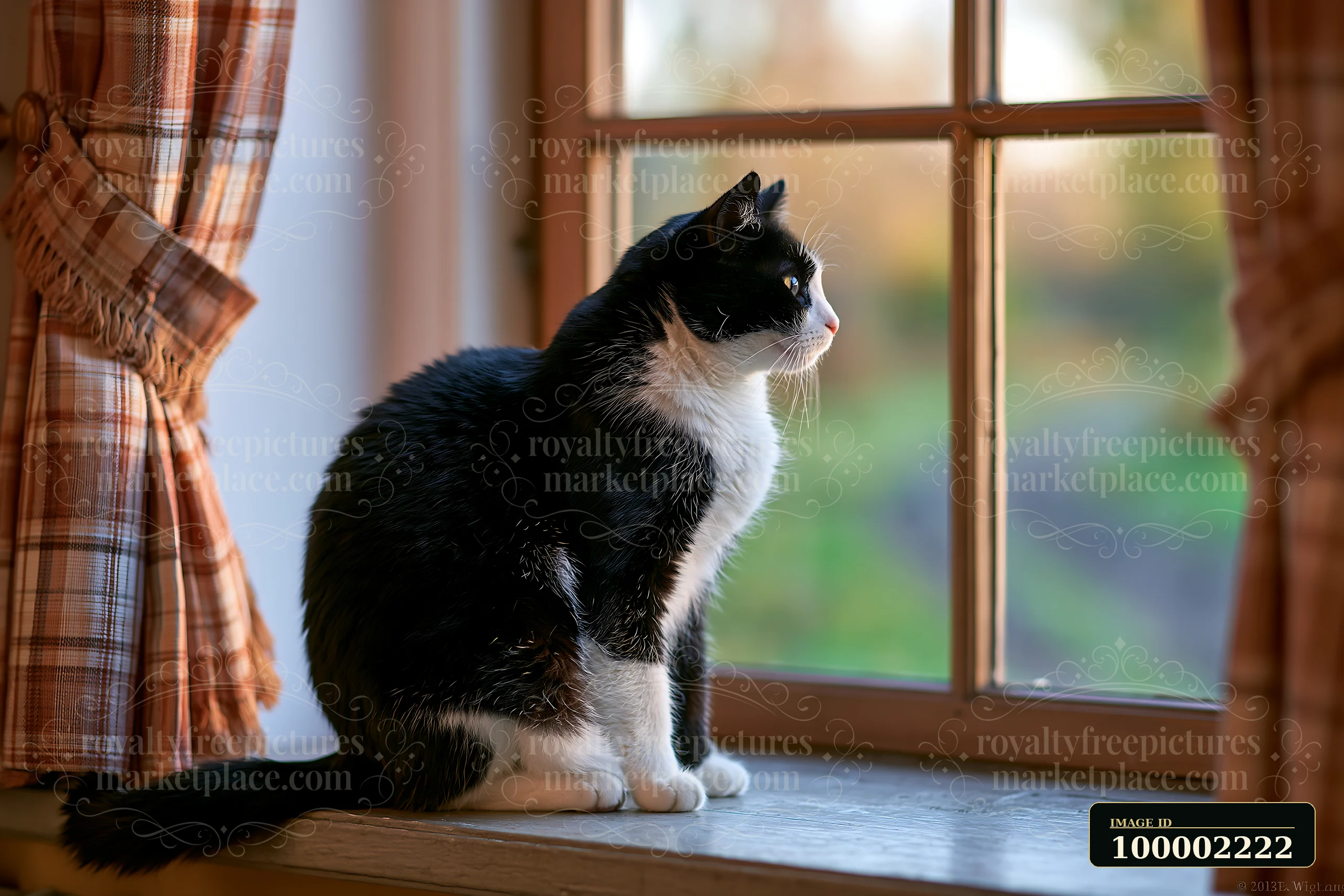 A cat sitting on a country house windowsill observes the outdoors.