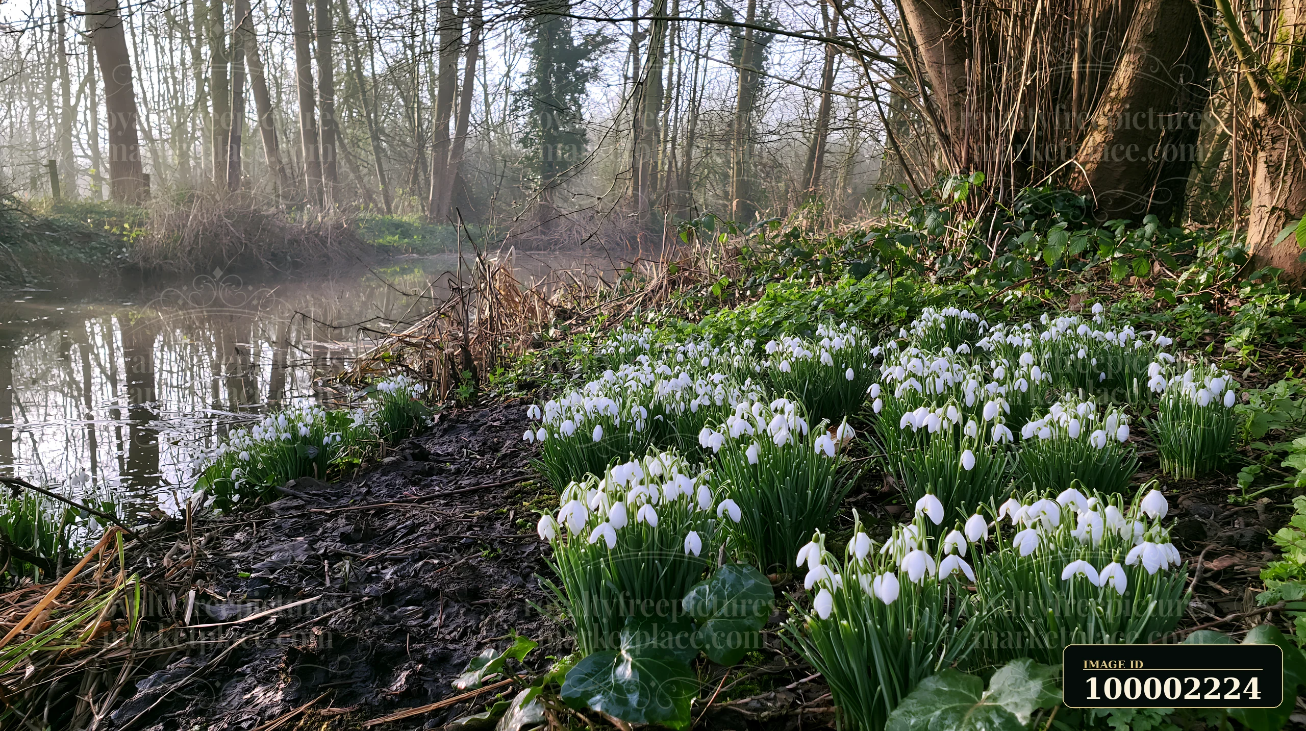 Snowdrop flowers beneath trees grow on the bank of a foggy stream surrounded by damp earth and greenery.