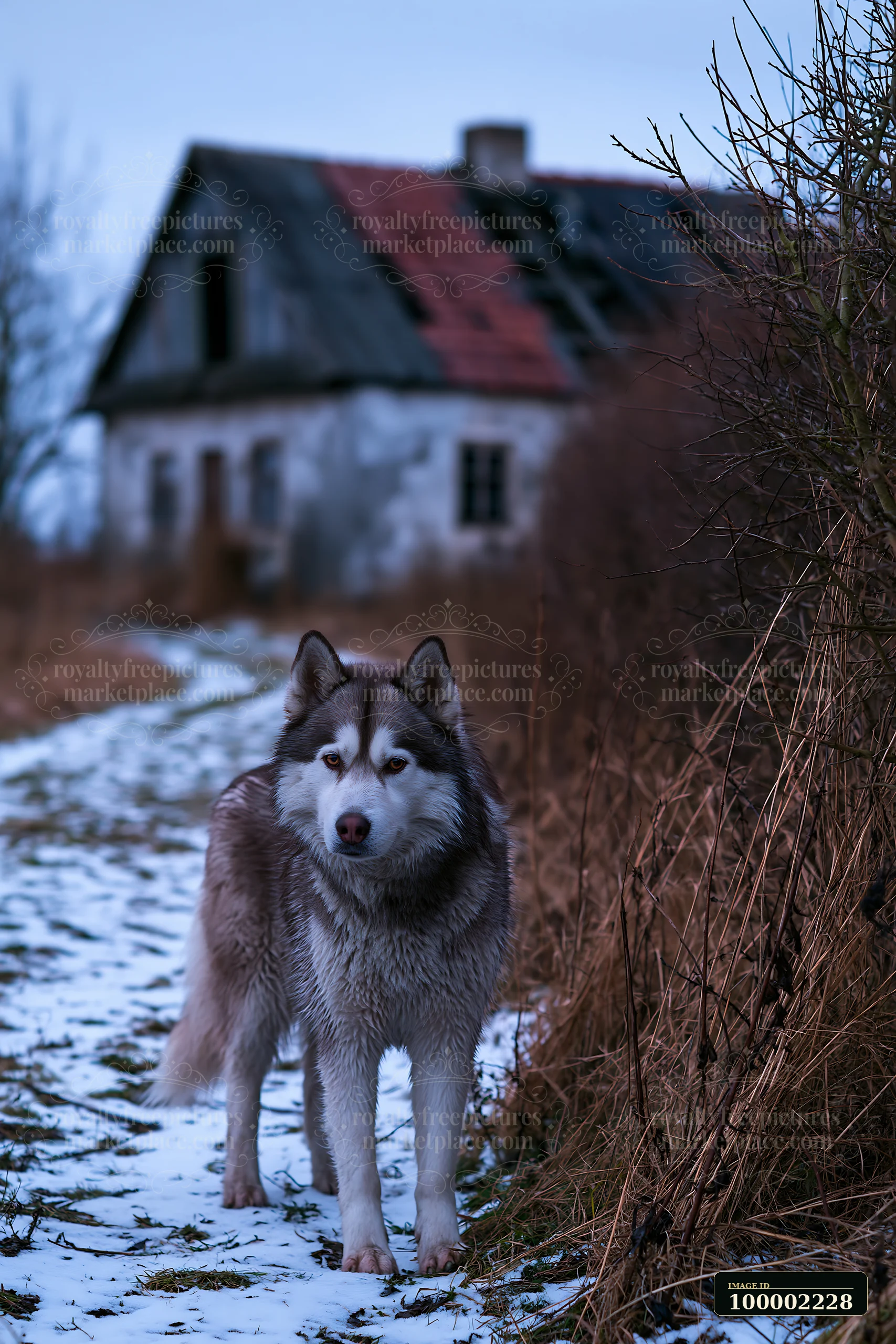 A dog stands beside an old rural cottage along a snow-covered path at dusk.