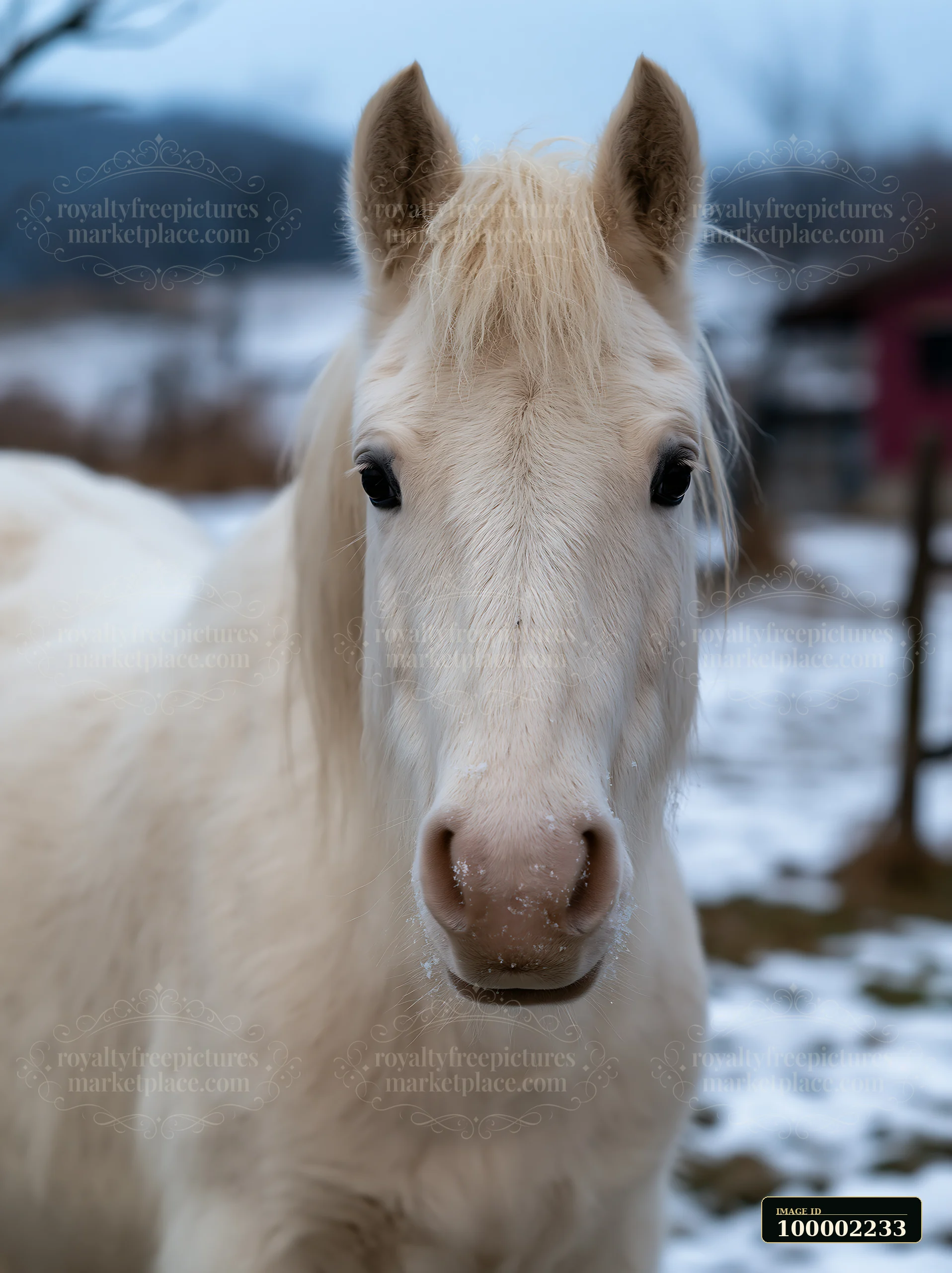 A white horse stands close up, its gentle eyes focused on the viewer.