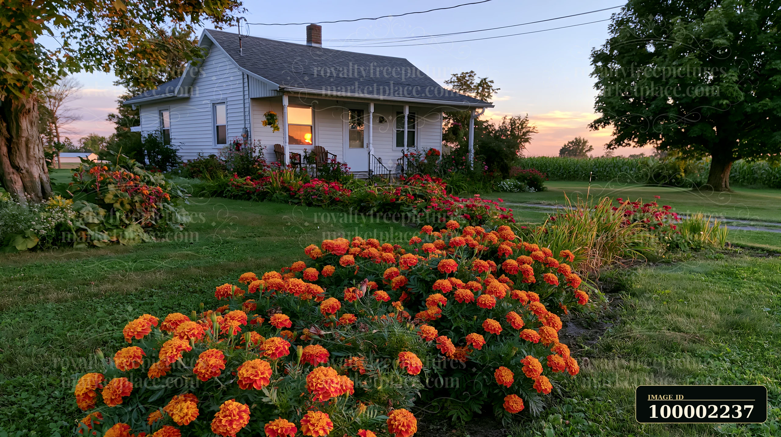 A vibrant marigold flower bed stretches in front of a house surrounded by greenery.