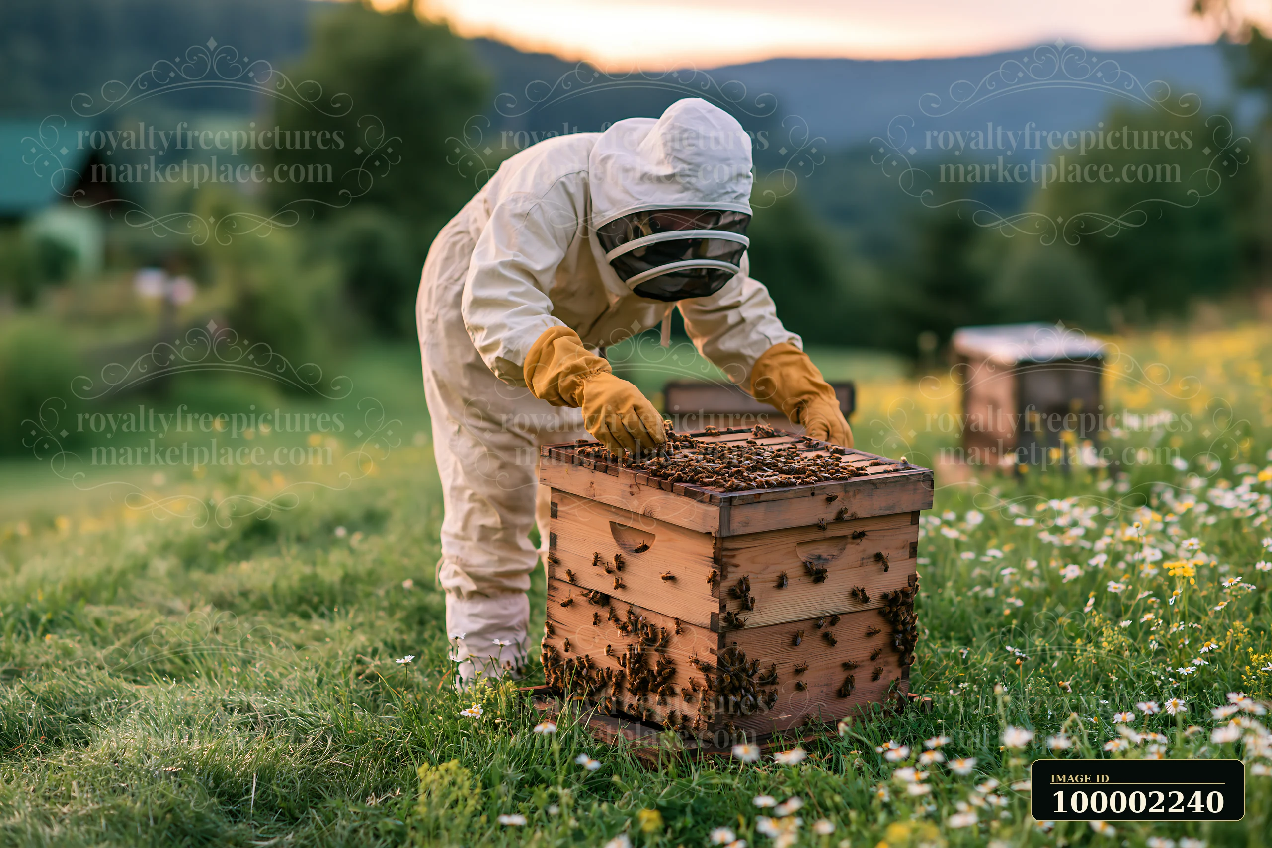 A beekeeper inspects a wooden hive in a freshly mowed meadow at sunset.