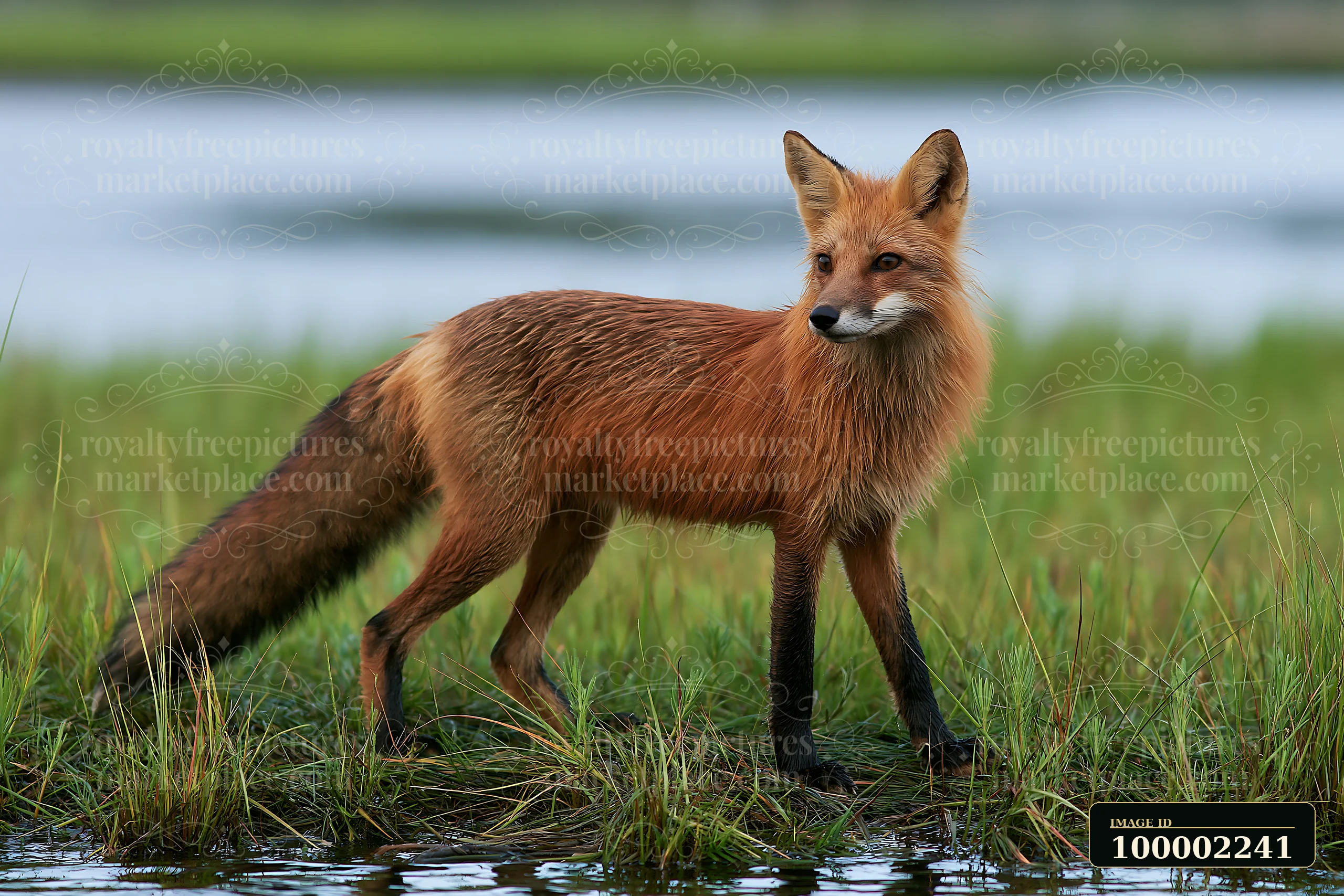 A red fox walks through tall grass near the water on a coastline with salt marsh.