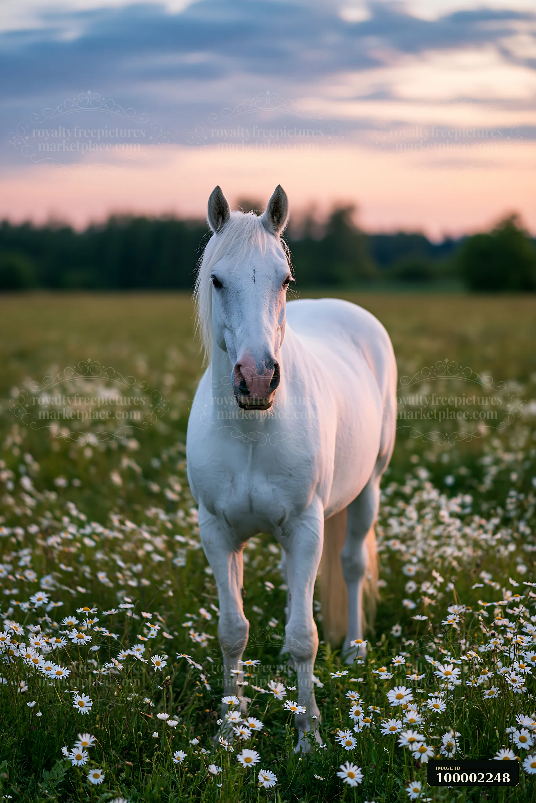 A white horse stands in a spring meadow filled with flowers as the sun sets in the background.