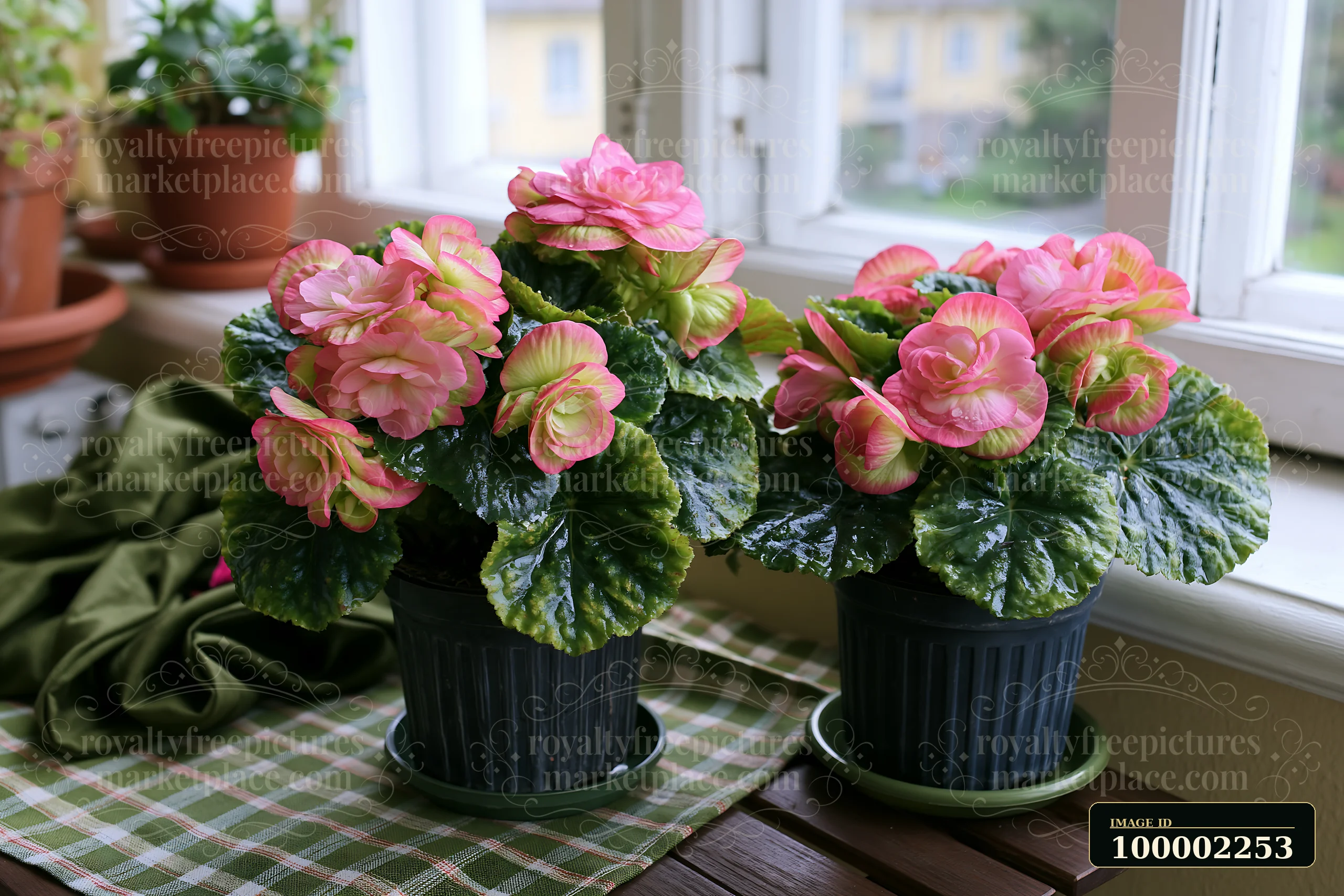 Two pots of begonia flowers on a balcony feature clusters of pink blooms with bright green leaves.