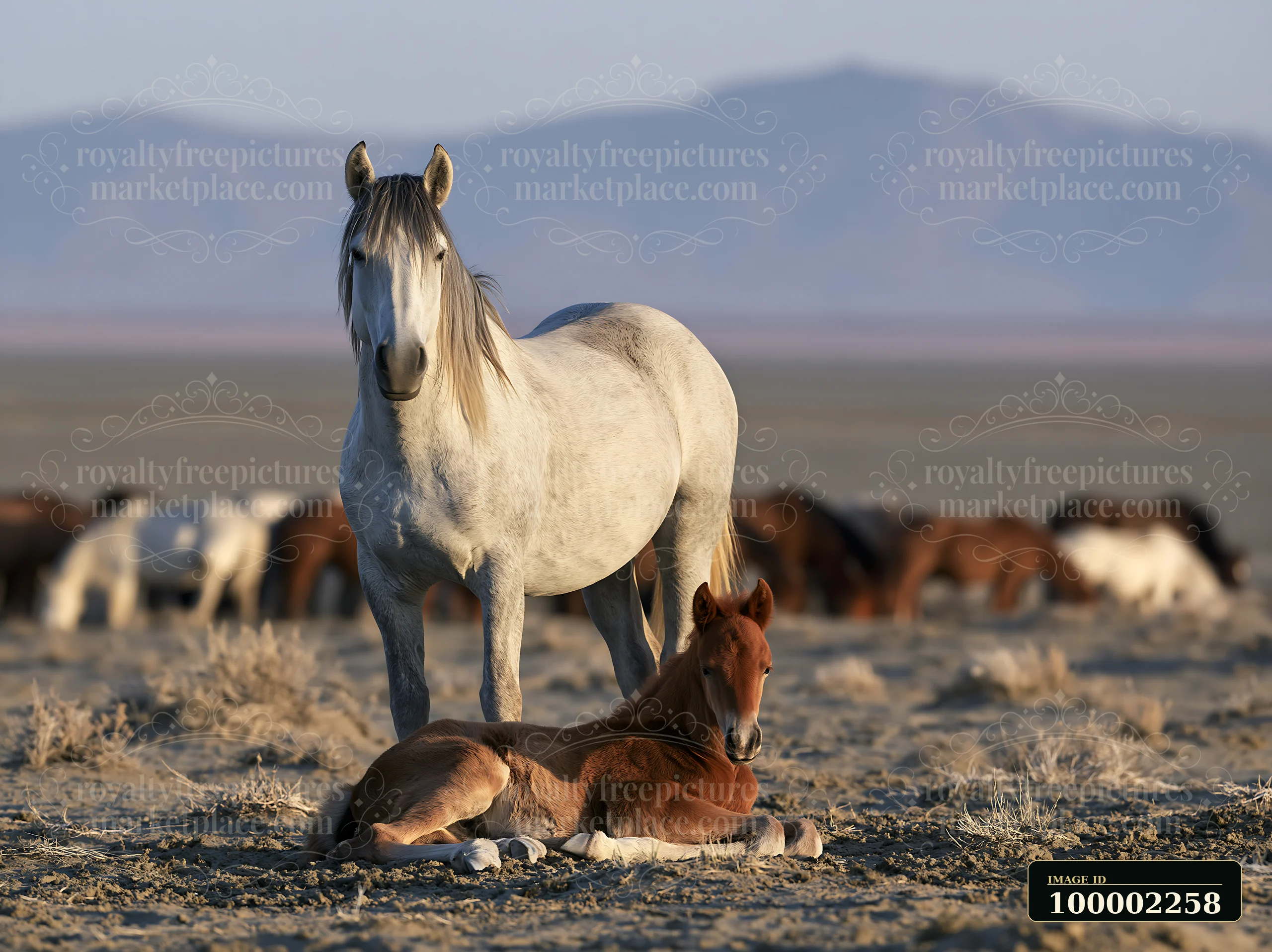 A wild horse stallion is standing watch over a young foal resting in the foreground, while a herd of other horses grazes in the background in a dry, open landsc