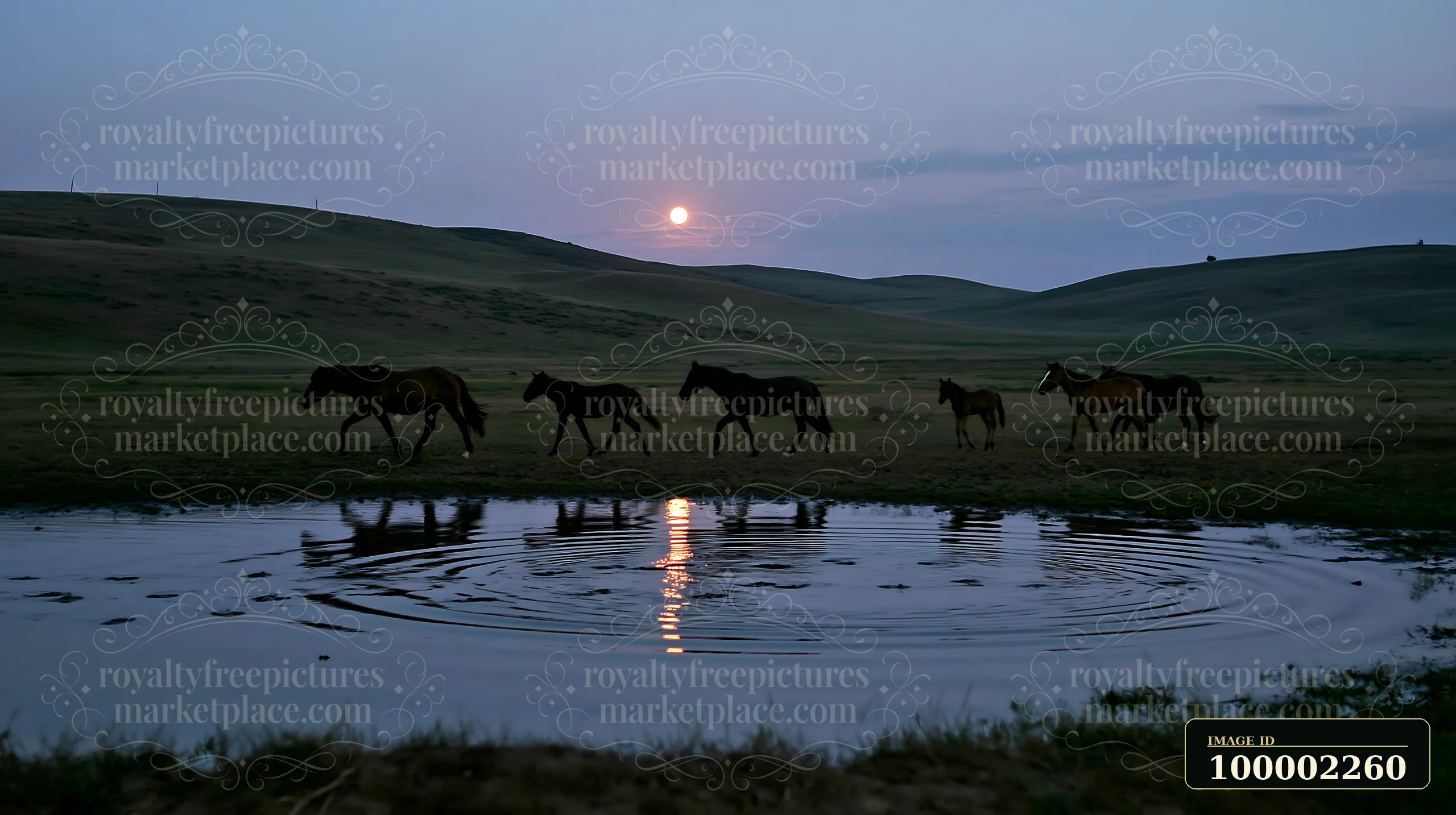 Mustangs crossing a moonlit prairie walk near a calm water pool as the sun sets in the background.