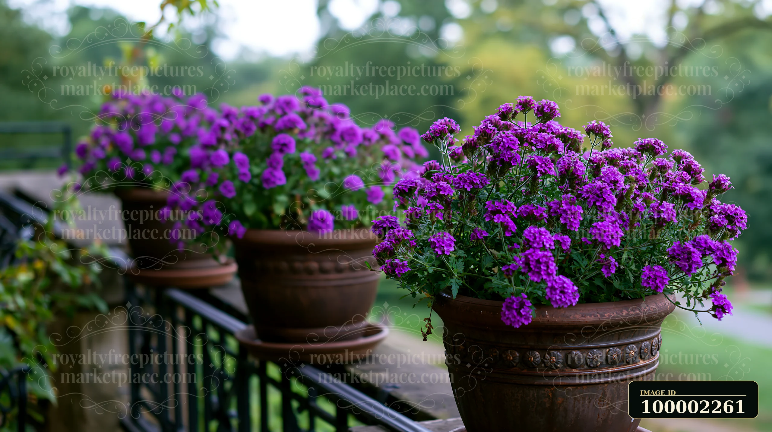 Purple verbena flowers in container bloom in pots placed on a railing outside.