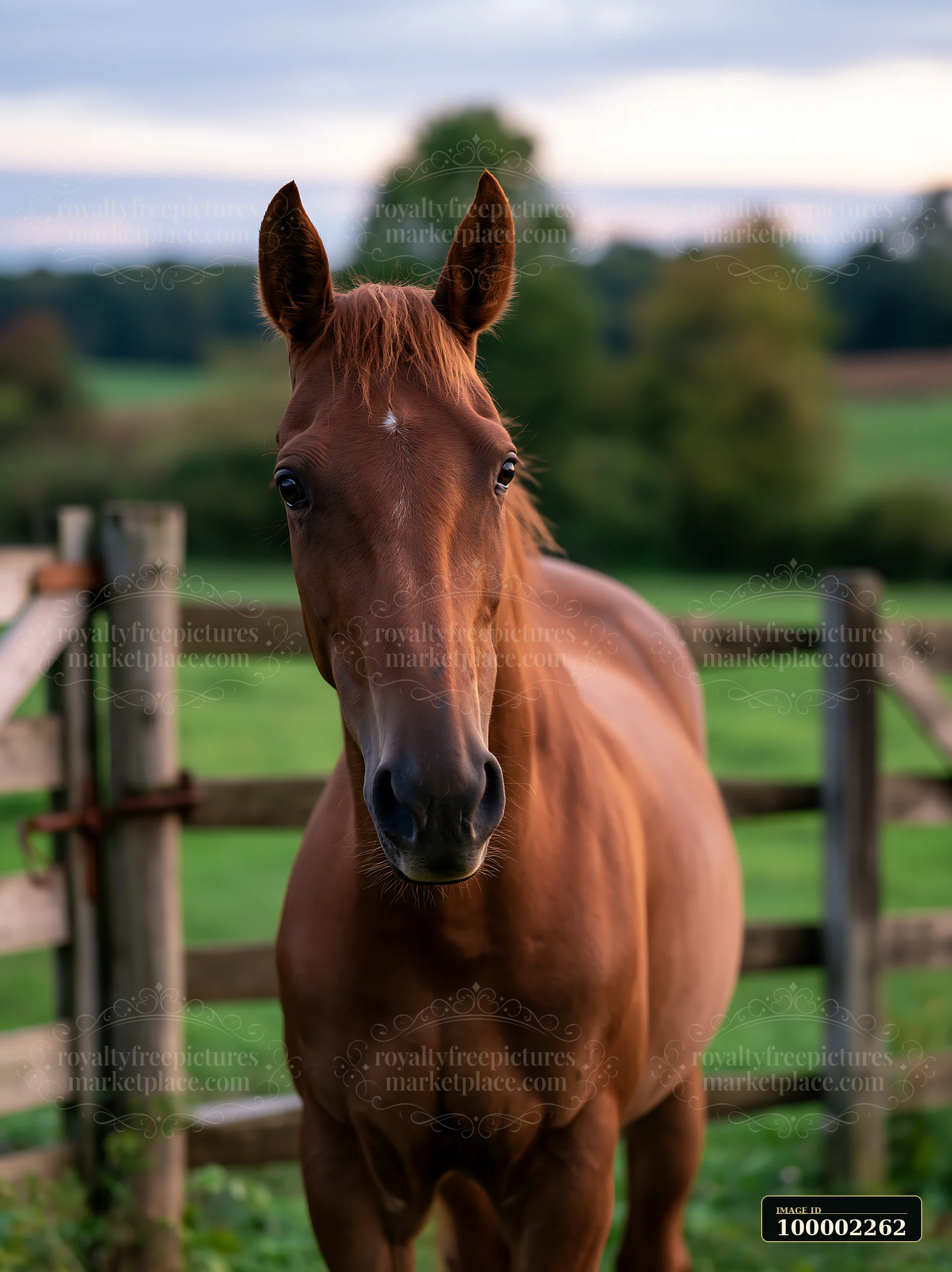 A horse rolls in the grass on a sunny day, surrounded by a wooden fence and green pastures.