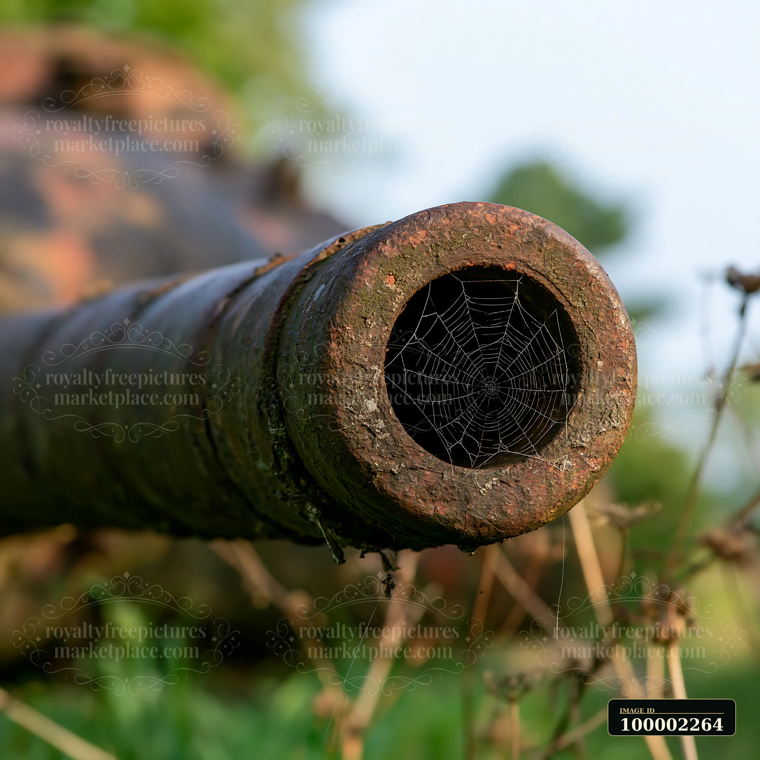 A weathered panzer tank gun barrel shows a spider web inside, capturing the history and neglect of military equipment.