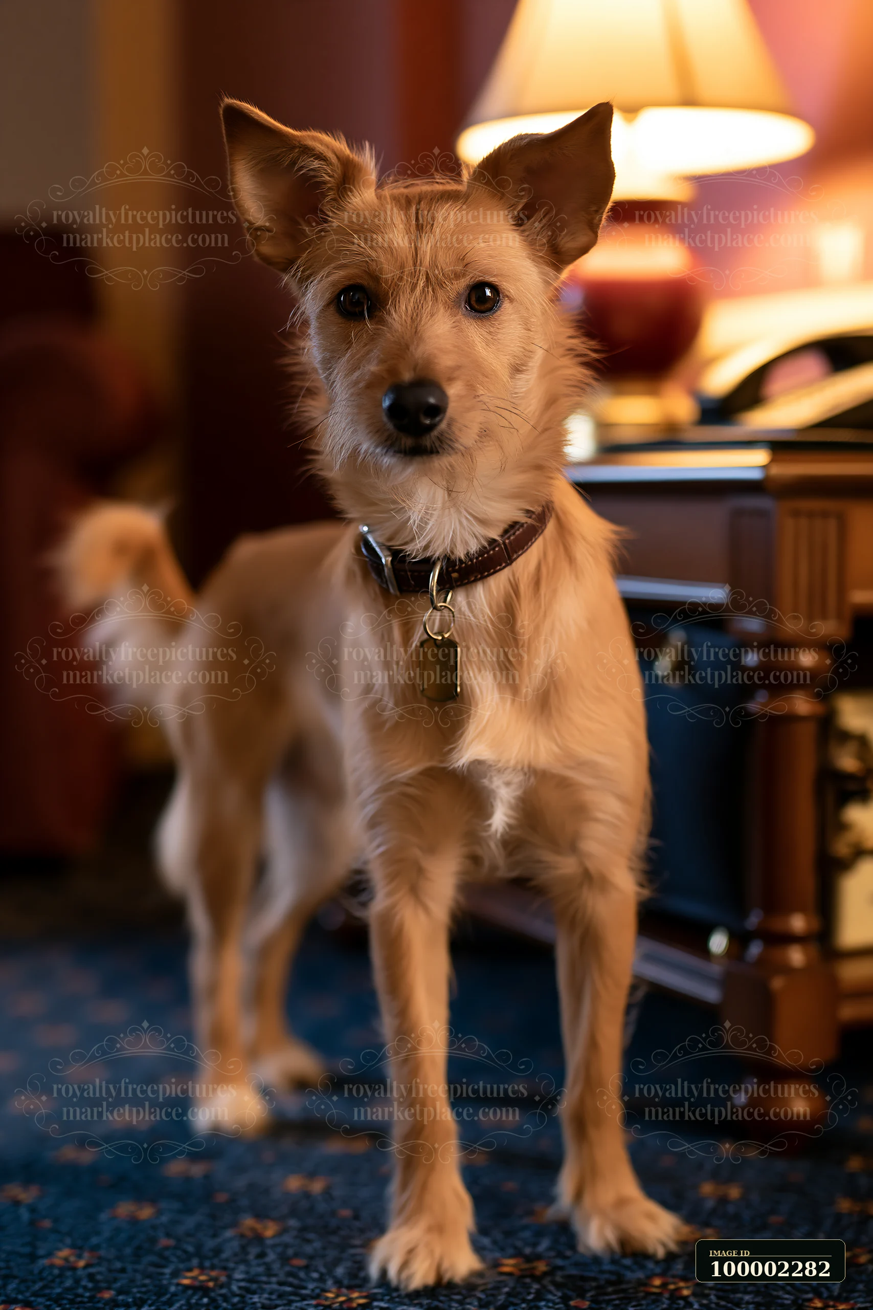 A rare dog breed stands in a pet-friendly hotel room with warm lighting and comfortable furnishings.